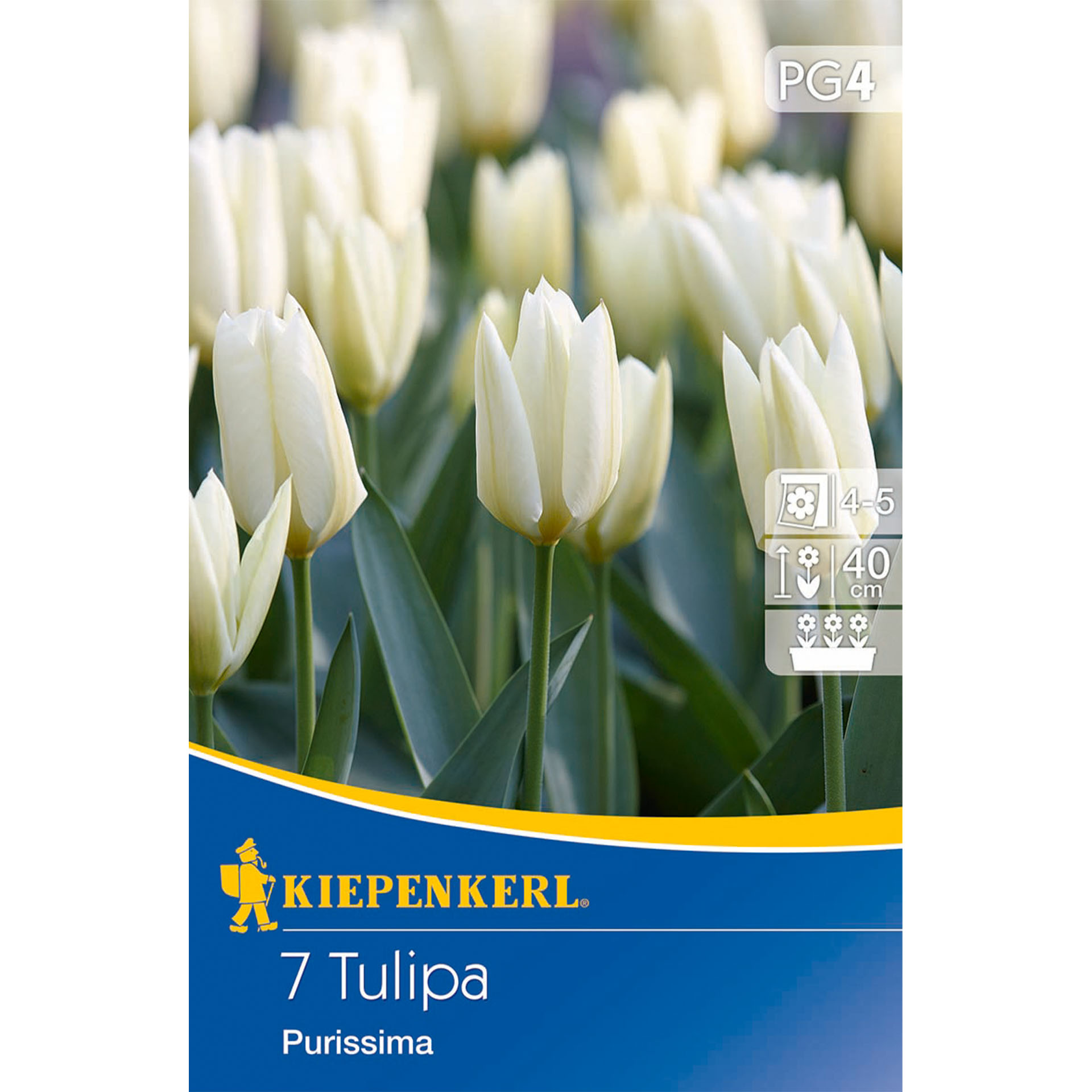 Fosteriana-Tulpe 'Purissima', Blumenzwiebeln Blume, Pflanze, Tulpe