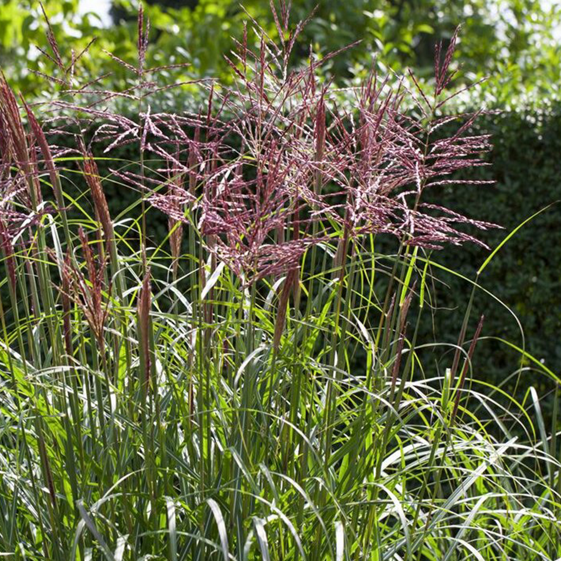 Chinaschilf - Miscanthus sinensis 'China', 17cm Topf Chinaschilf - Miscanthus sinensis 'China', 17cm Topf