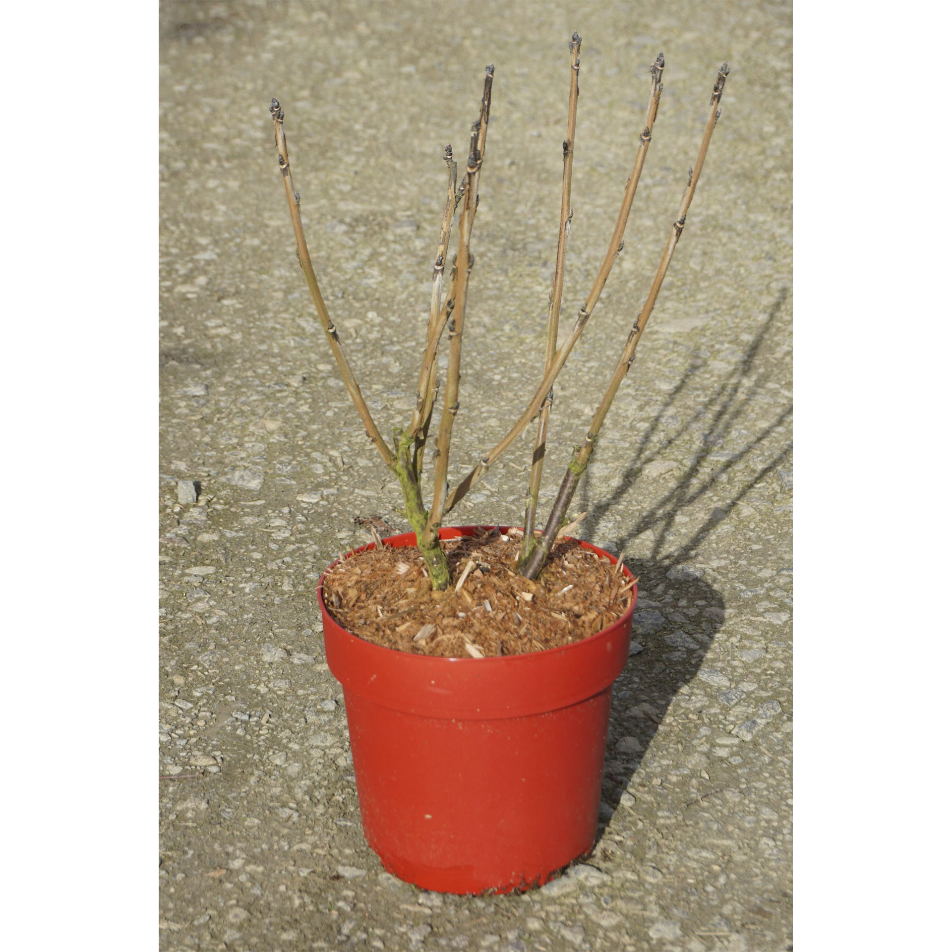 Pflanztopf mit Johannisbeere 'Rote Holländische'