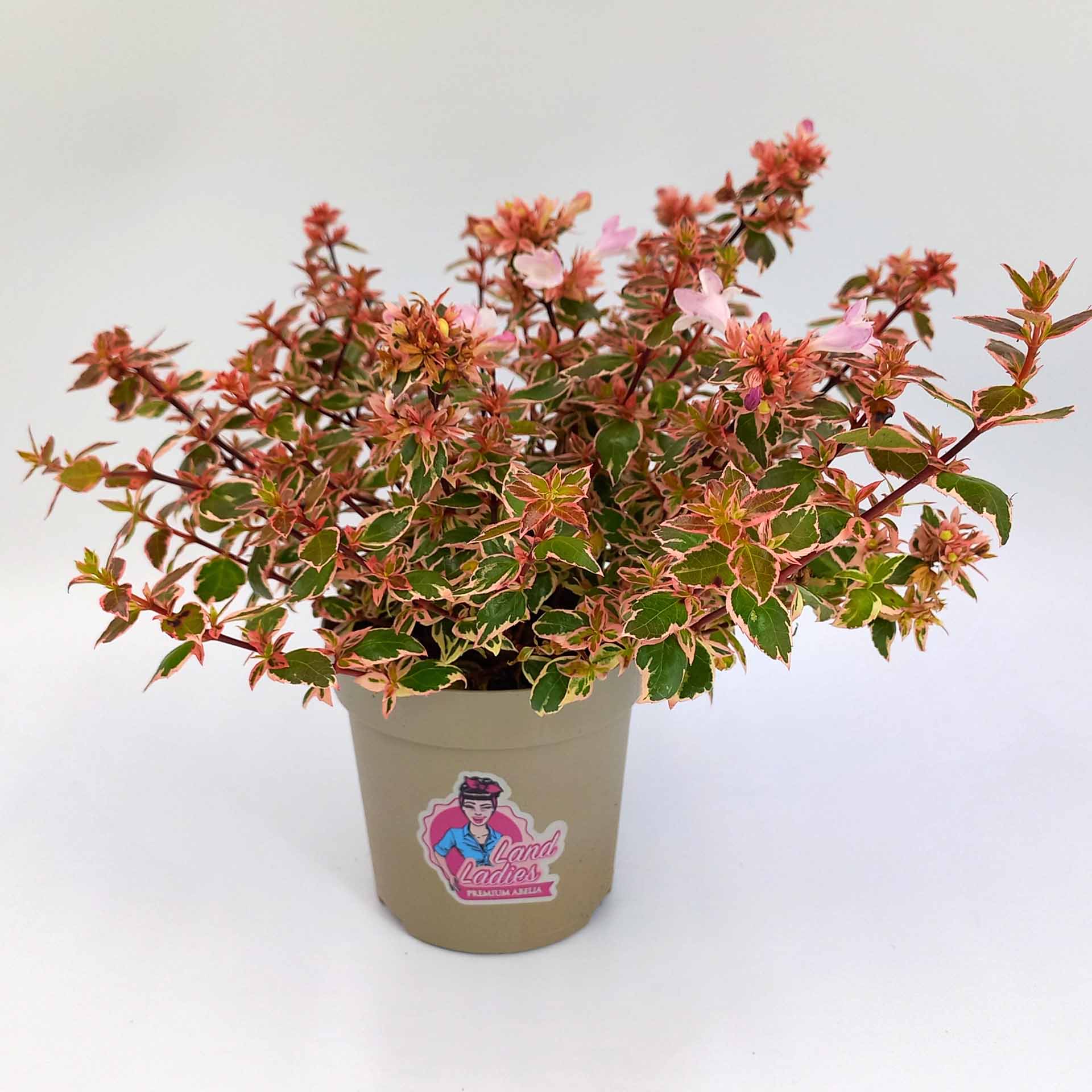 Großblütige Abelie buntlaubig-1 Heckenpflanze Zierstrauch Abelie Grandiflora buntlaubig mit zartrosa Blüten