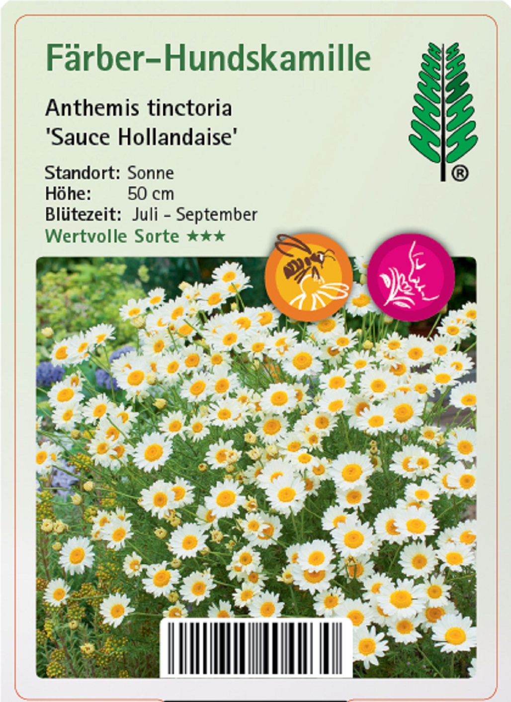 Färber-Hundskamille - Anthemis tinctoria 'Sauce Hollandaise', 11cm Topf