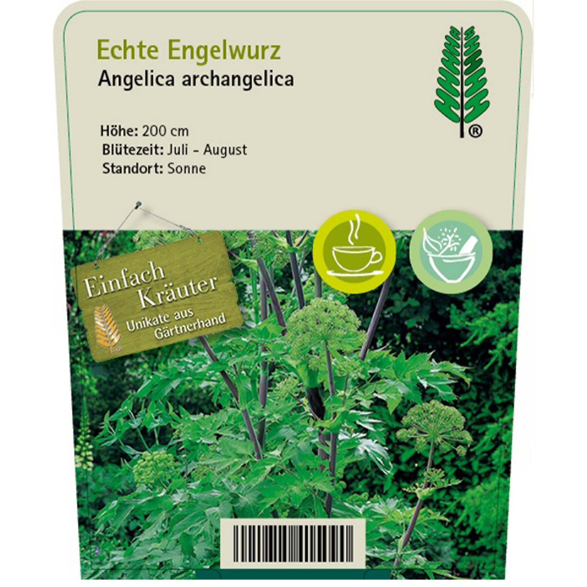 blühende engelwurz auf pflanzstecker, kurze beschreibung, Kräuterig, Kräuter, Regenwald, Vegetation, Grün