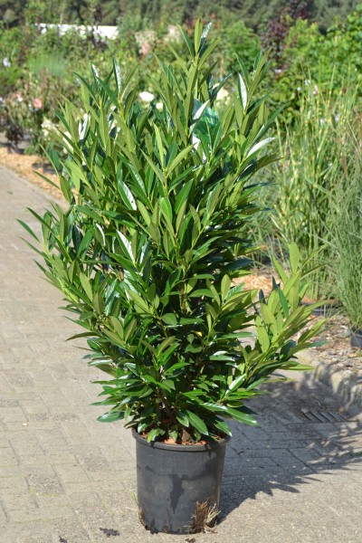Prunus lauro. 'Renault Ace' Prunus lauro. 'Renault Ace'