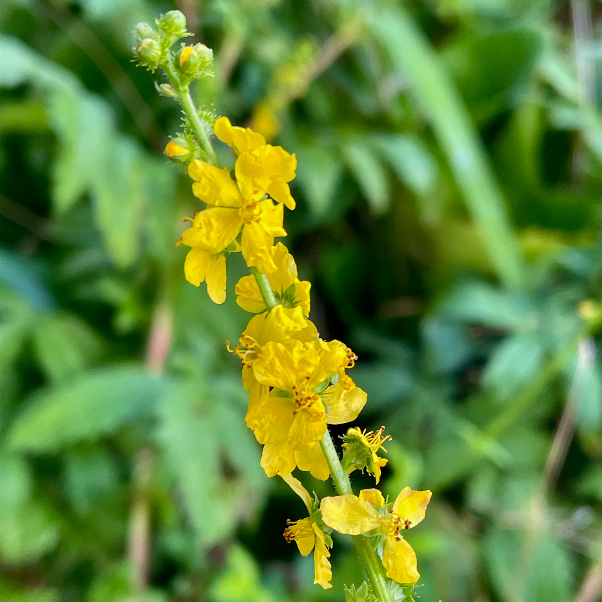 Pflanze, Blütenstaub, Blume, Blütenblatt, Geranie