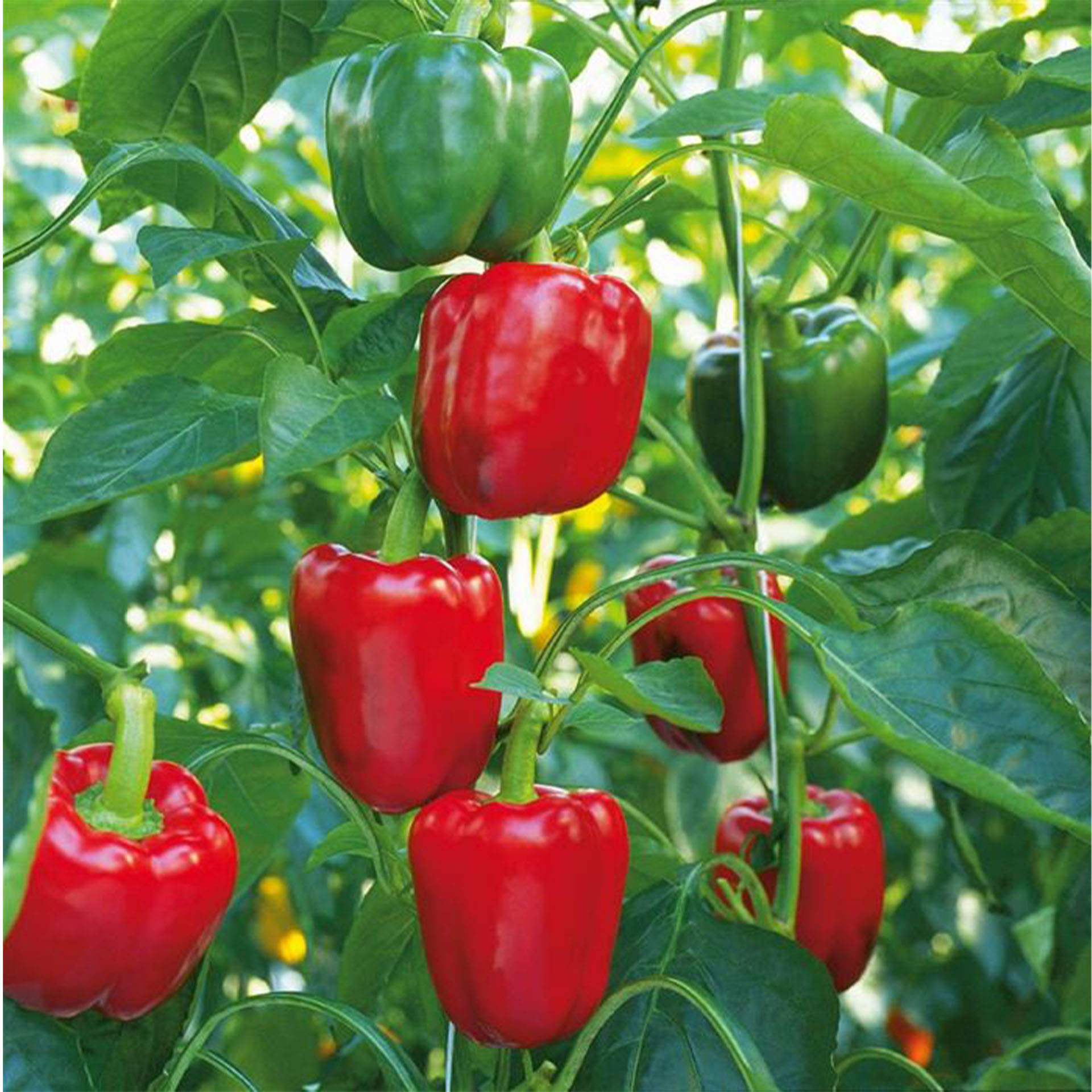Blockpaprika - Capsicum annuum 'Beluga® Red' F1 (Bontempi), 12cm Topf Blockpaprika - Capsicum annuum 'Beluga® Red' F1 (Bontempi), 12cm Topf