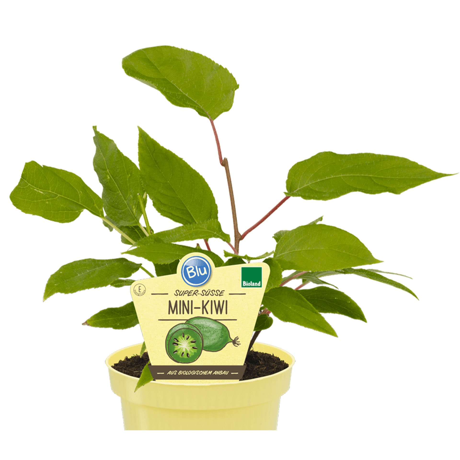 Blatt, Pflanze, Kräuterig, Grün, Blume