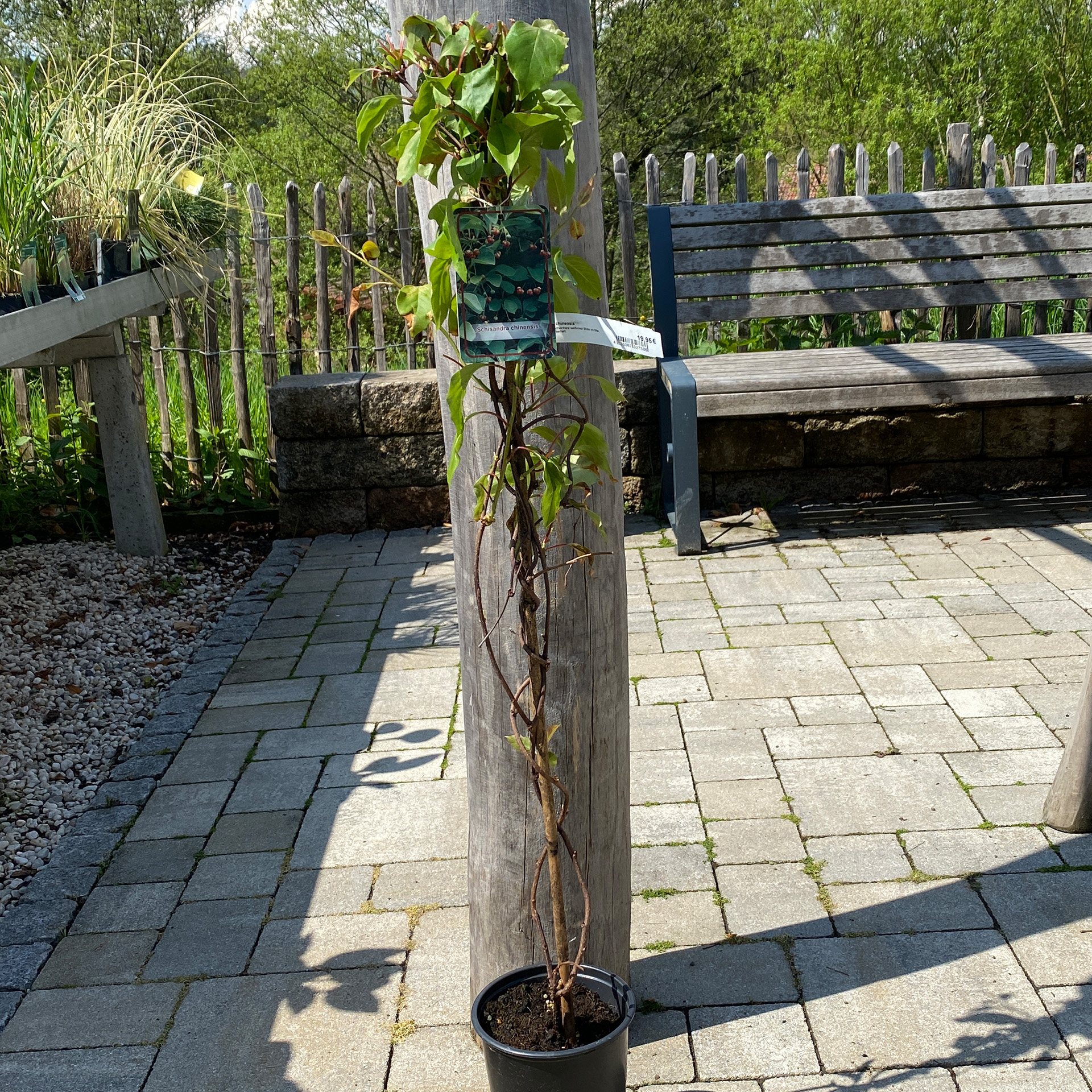 Chinabeere - Schisandra chinensis, C3, 60-100cm