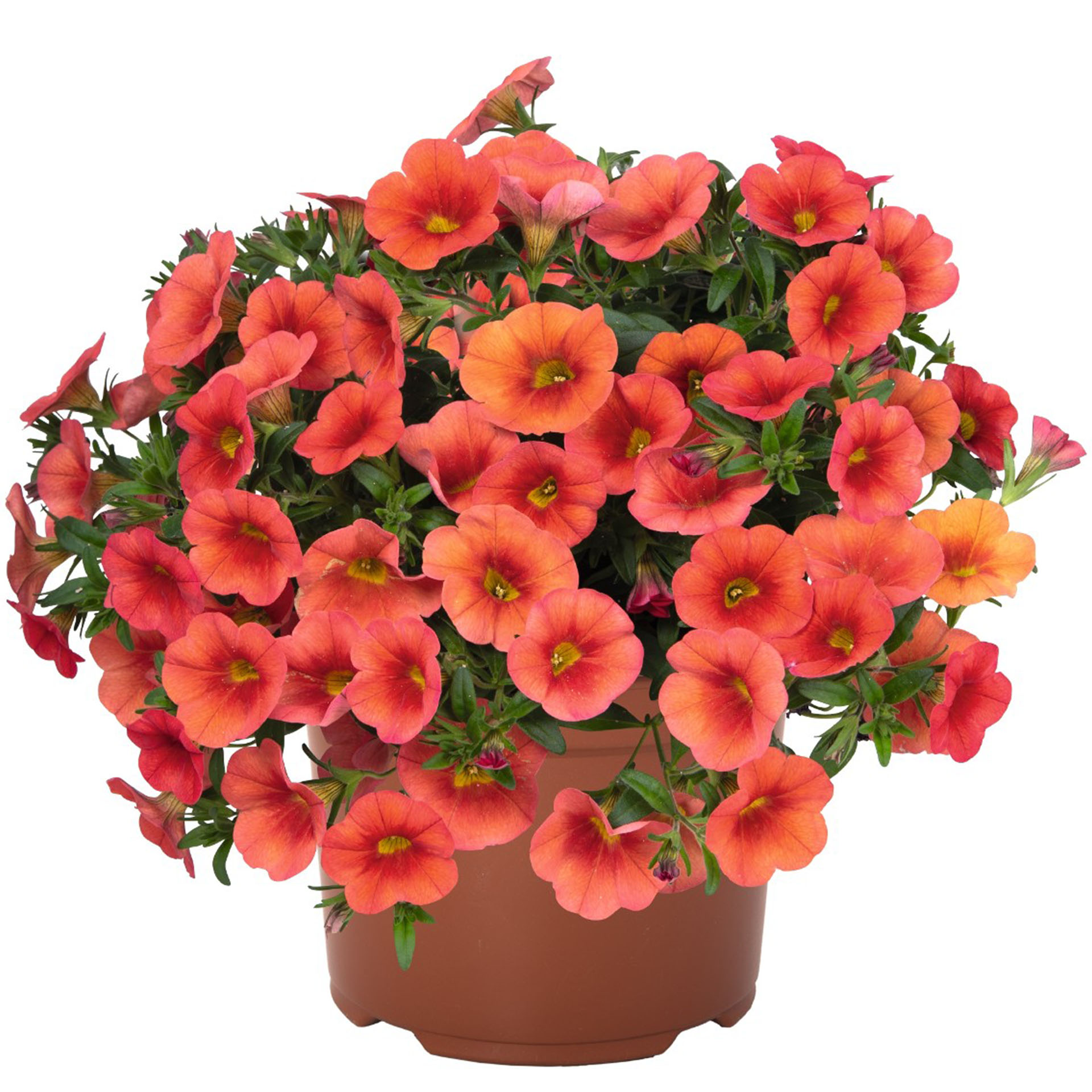 Zauberglöckchen - Calibrachoa 'Colibri Orange', 12cm Topf Zauberglöckchen - Calibrachoa 'Colibri Orange', 12cm Topf