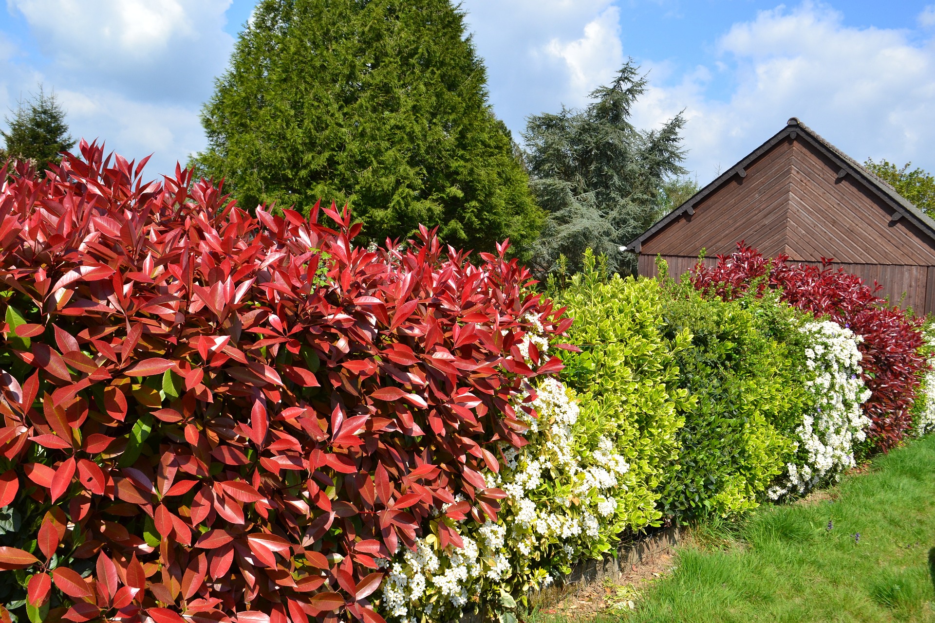 heckenpflanzen Bunte Heckenpflanzen für den Garten