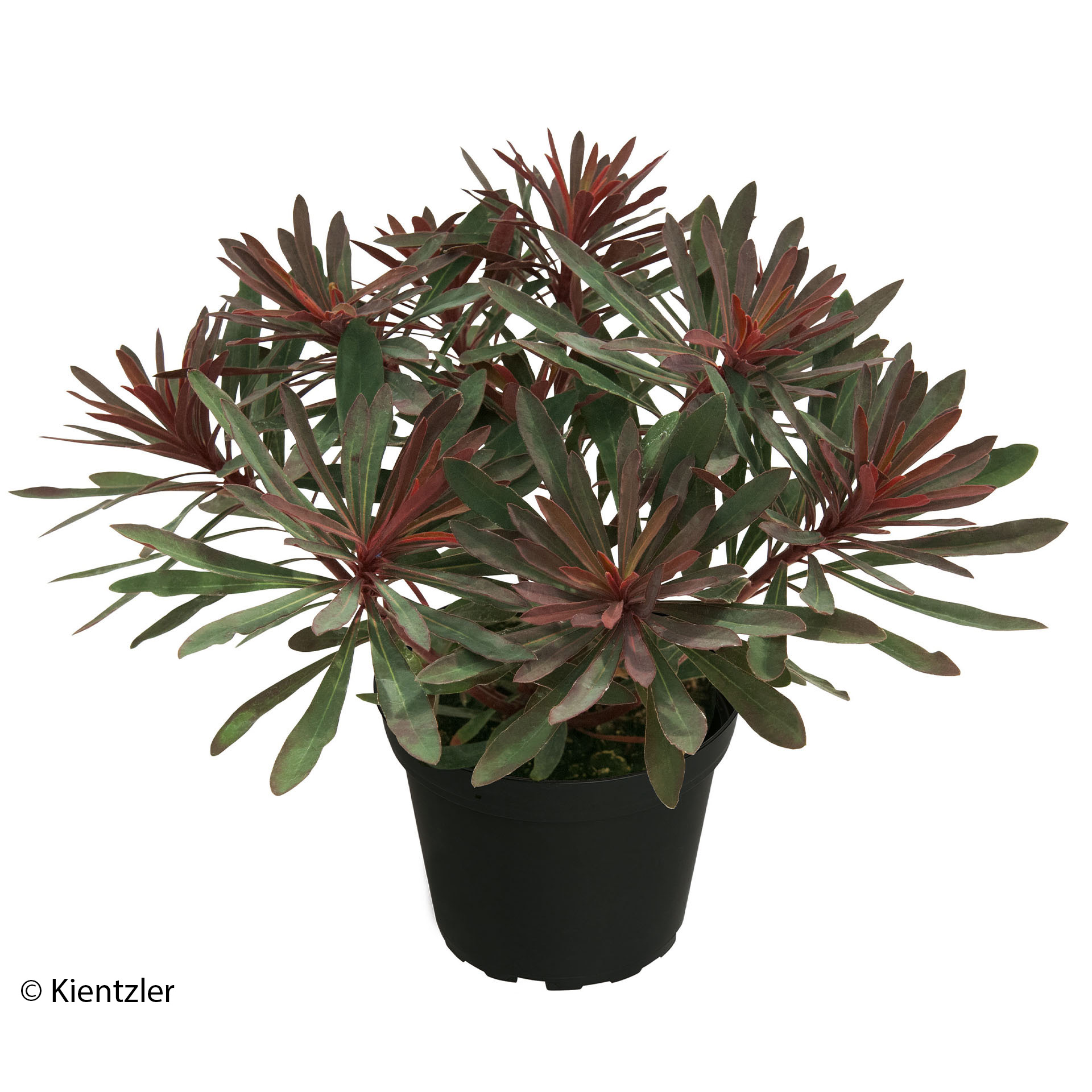 Pflanze mit grünem und dunkelrot ausgetriebenem Laub im Pflanztopf und m, Pflanze, Pflanze im Topf, Blatt, Baum, Blume, Pflanze, Pflanze im Topf, Blatt, Baum, Blume, Pflanze, Pflanze im Topf, Blatt, Baum, Blume