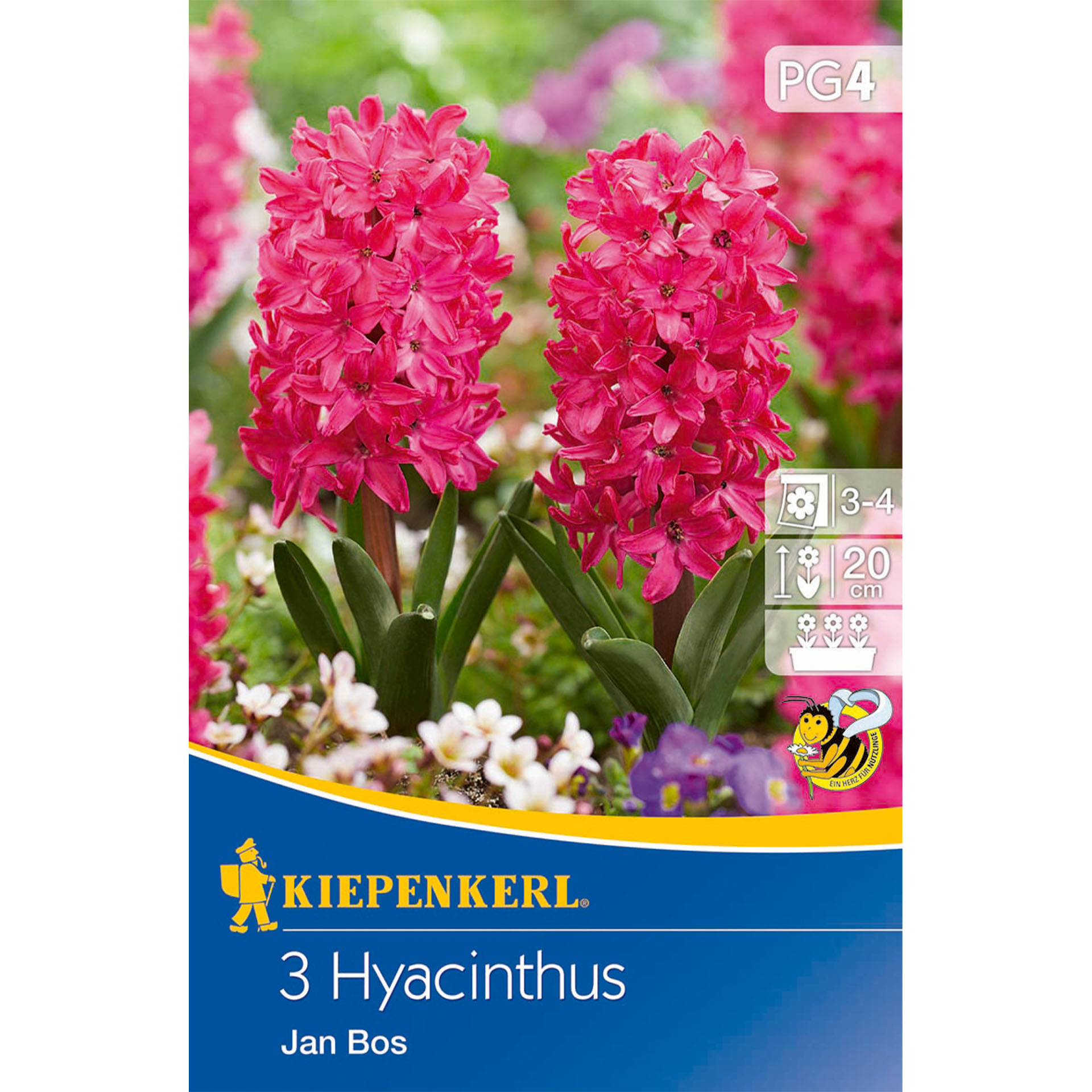 Hyazinthe 'Jan Bos', Blumenzwiebeln Blume, Pflanze, Werbung, Blütenblatt, Plakat
