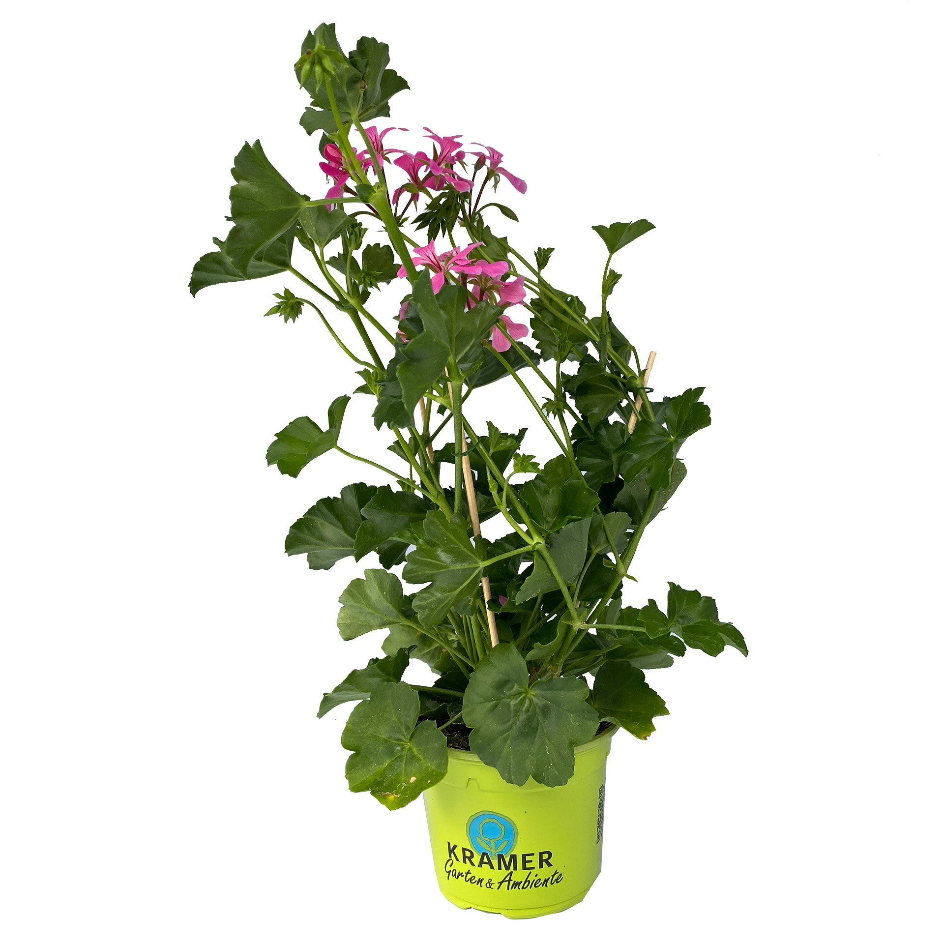 Geranie hängend 'Ville de Paris Lila' - Pelargonium peltatum, 12cm Topf Geranie hängend 'Ville de Paris Lila' - Pelargonium peltatum, 12cm Topf