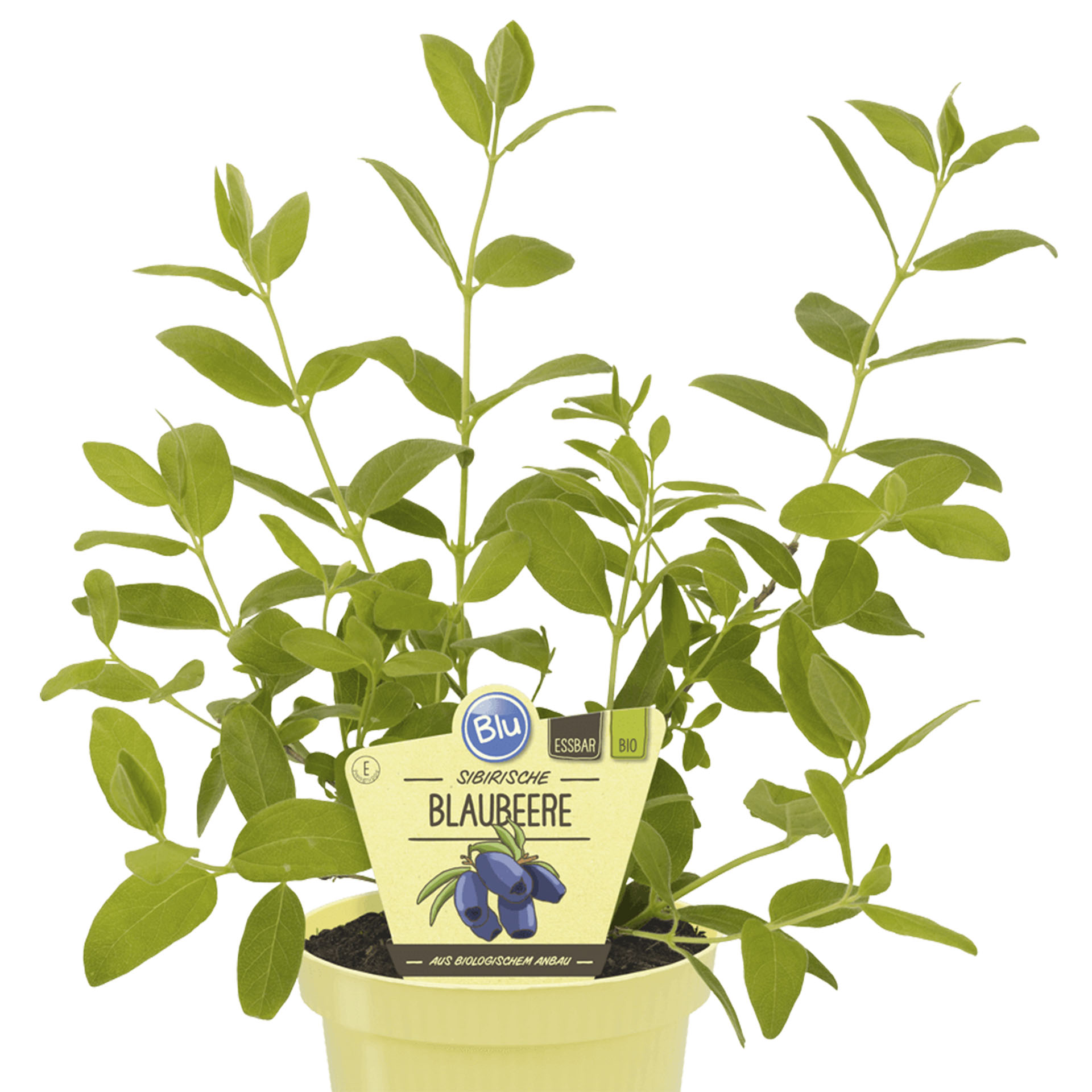 Sibirische BIO Blaubeere Sibirische Blaubeere im Pflanztopf mit Pflanzenstecker