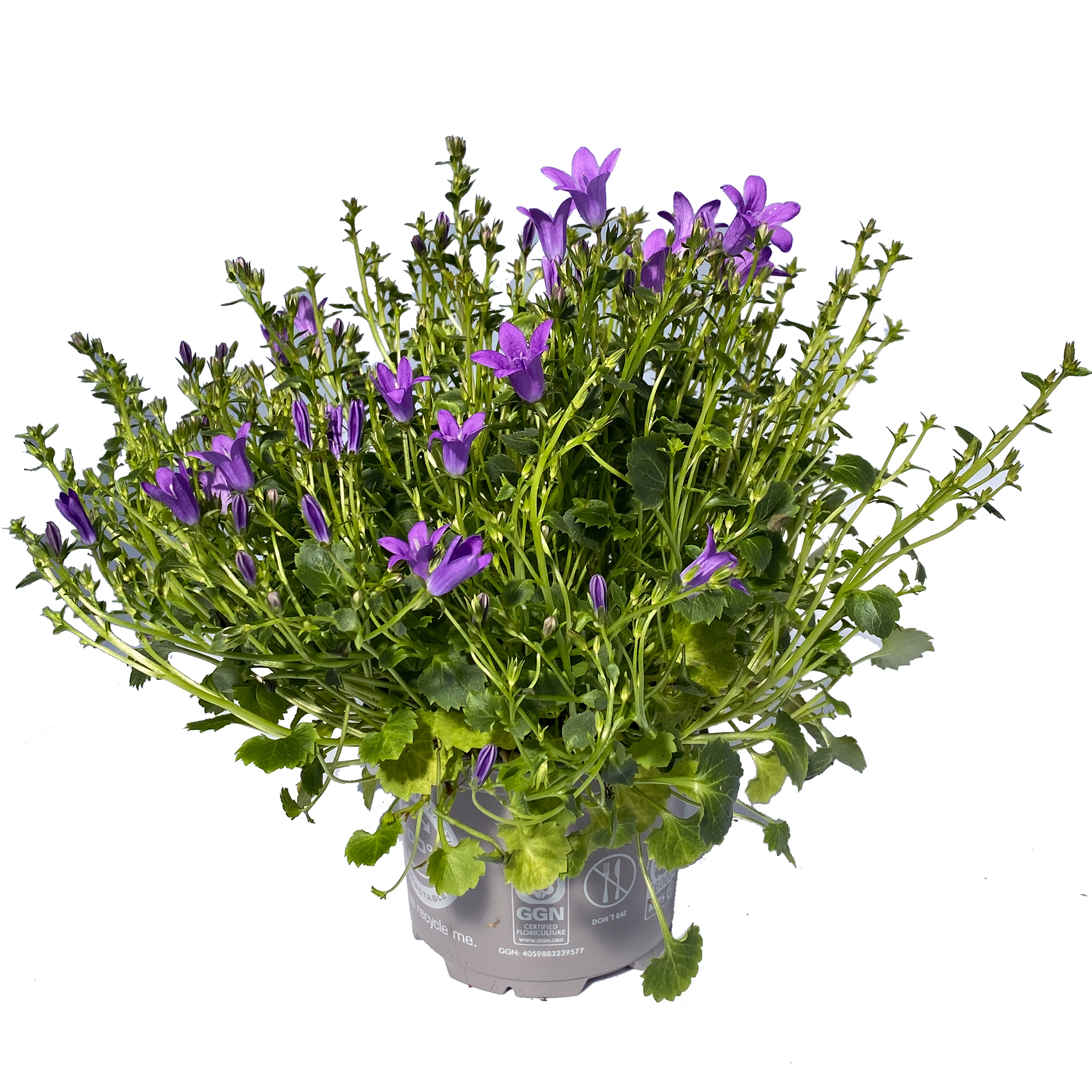 Glockenblume Blaue Clips Sonnenstaude Staude winterhart sonnig