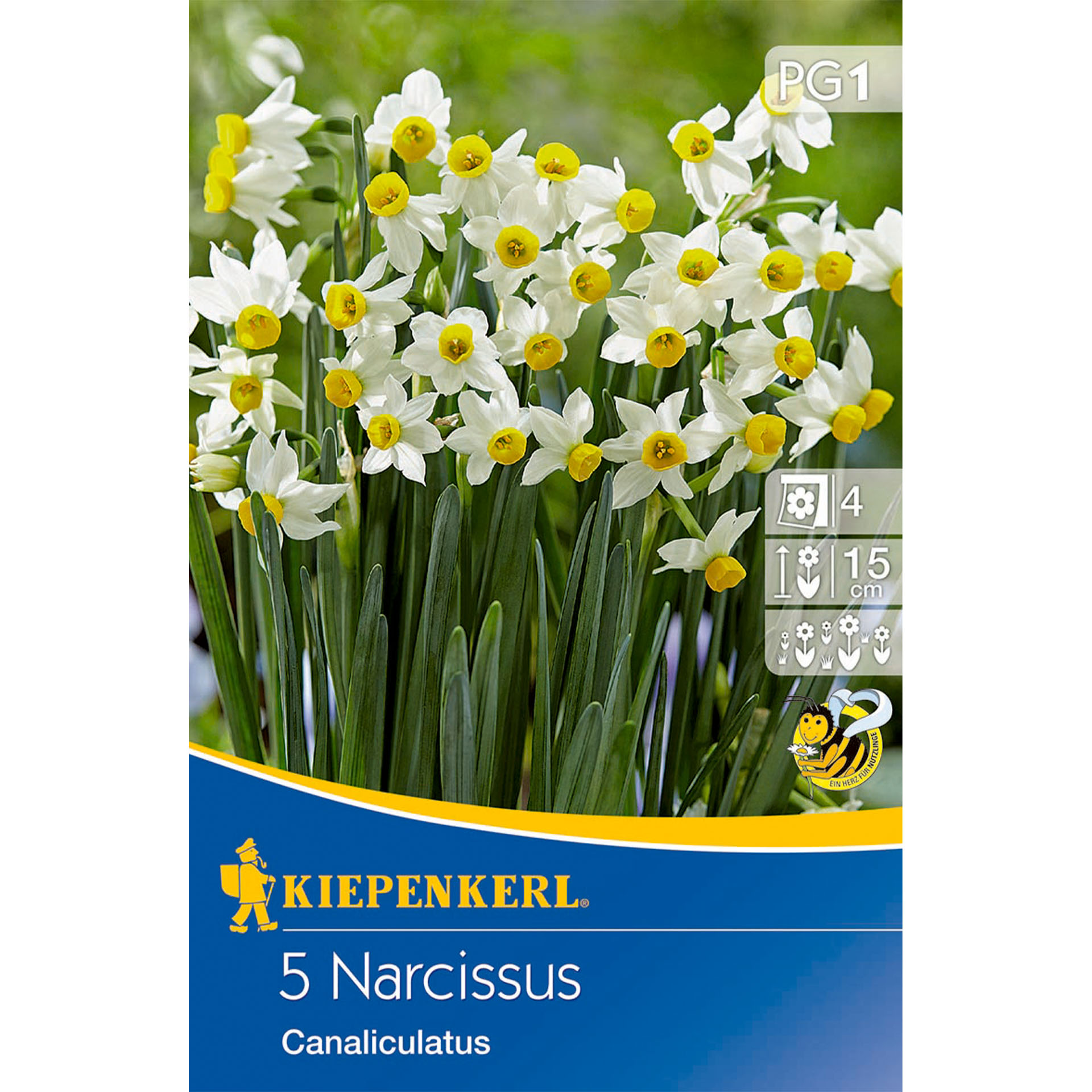 Mini-Tazetten Narzisse 'Canaliculatus', Blumenzwiebeln Blume, Pflanze, Narzisse