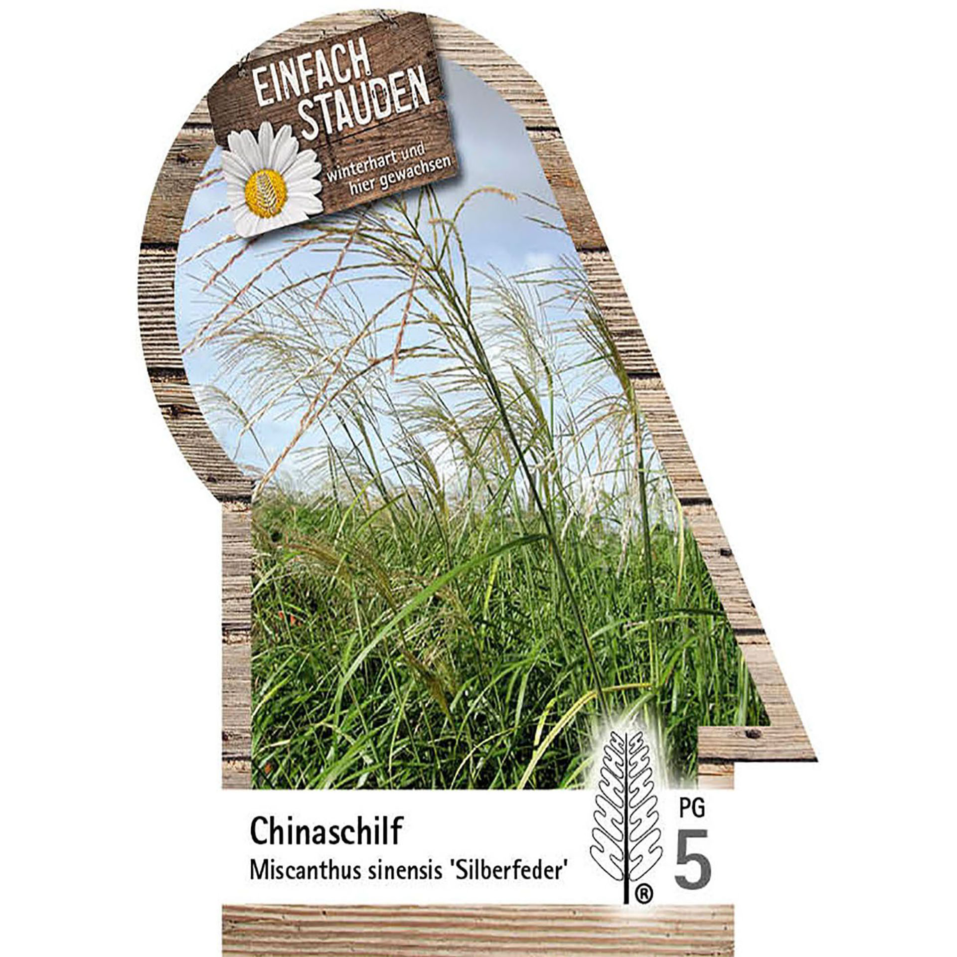 Chinaschilf - Miscanthus sinensis 'Silberfeder', C5 Gras, Pflanze, Schilf, Vegetation, Werbung