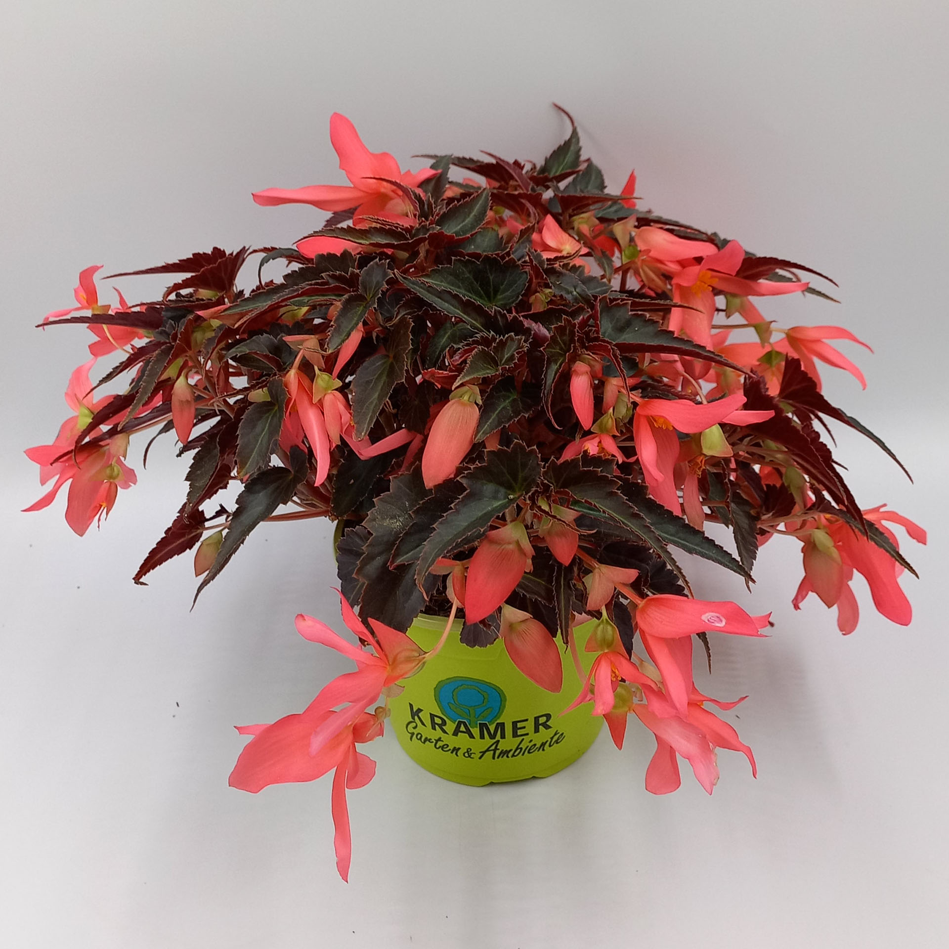 Hängebegonie Dark Coral Elegance bühende Hänhebegonie Dark Coral Elegance in grünem Topf