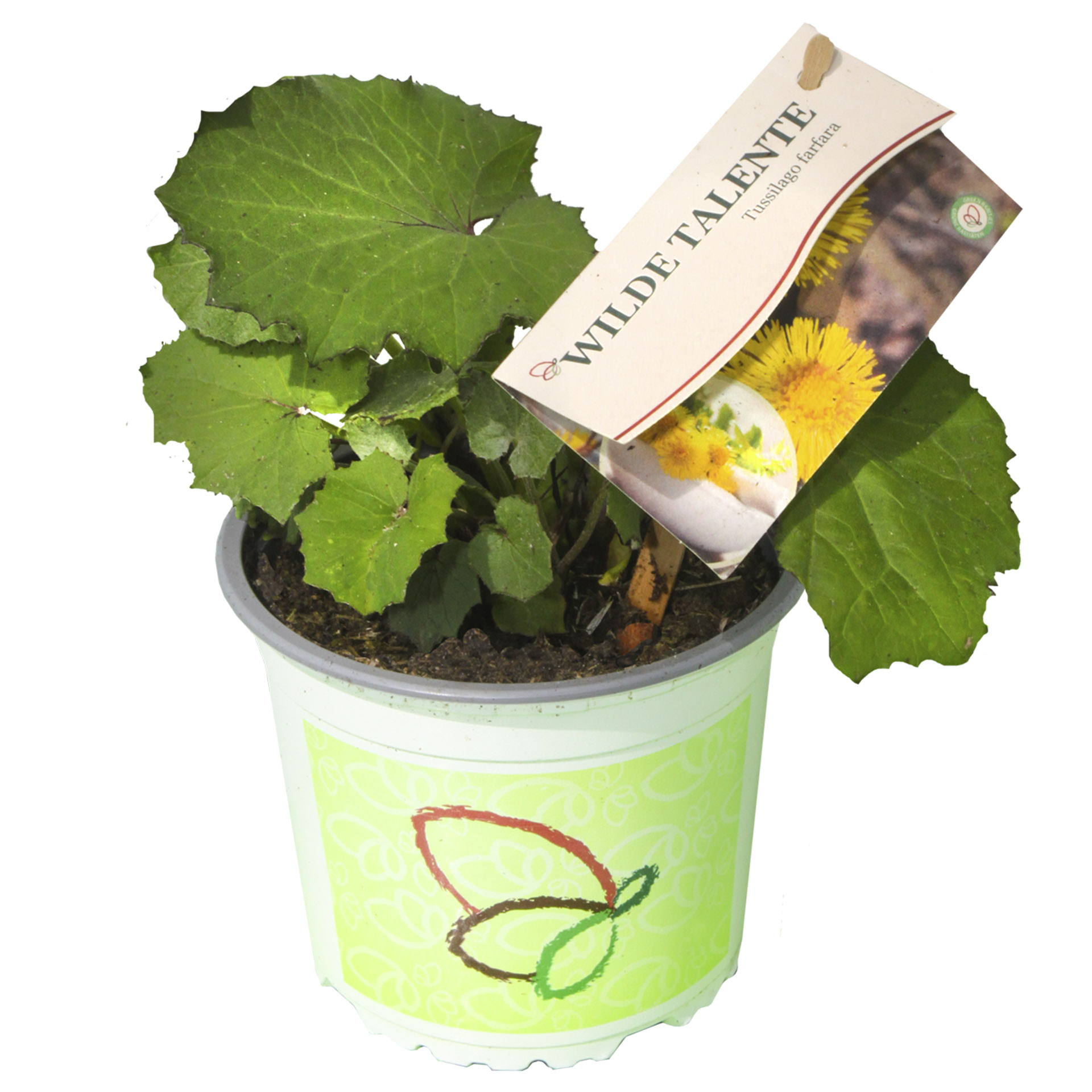 Pflanztopf Huflattich mit Pflanzenstecker