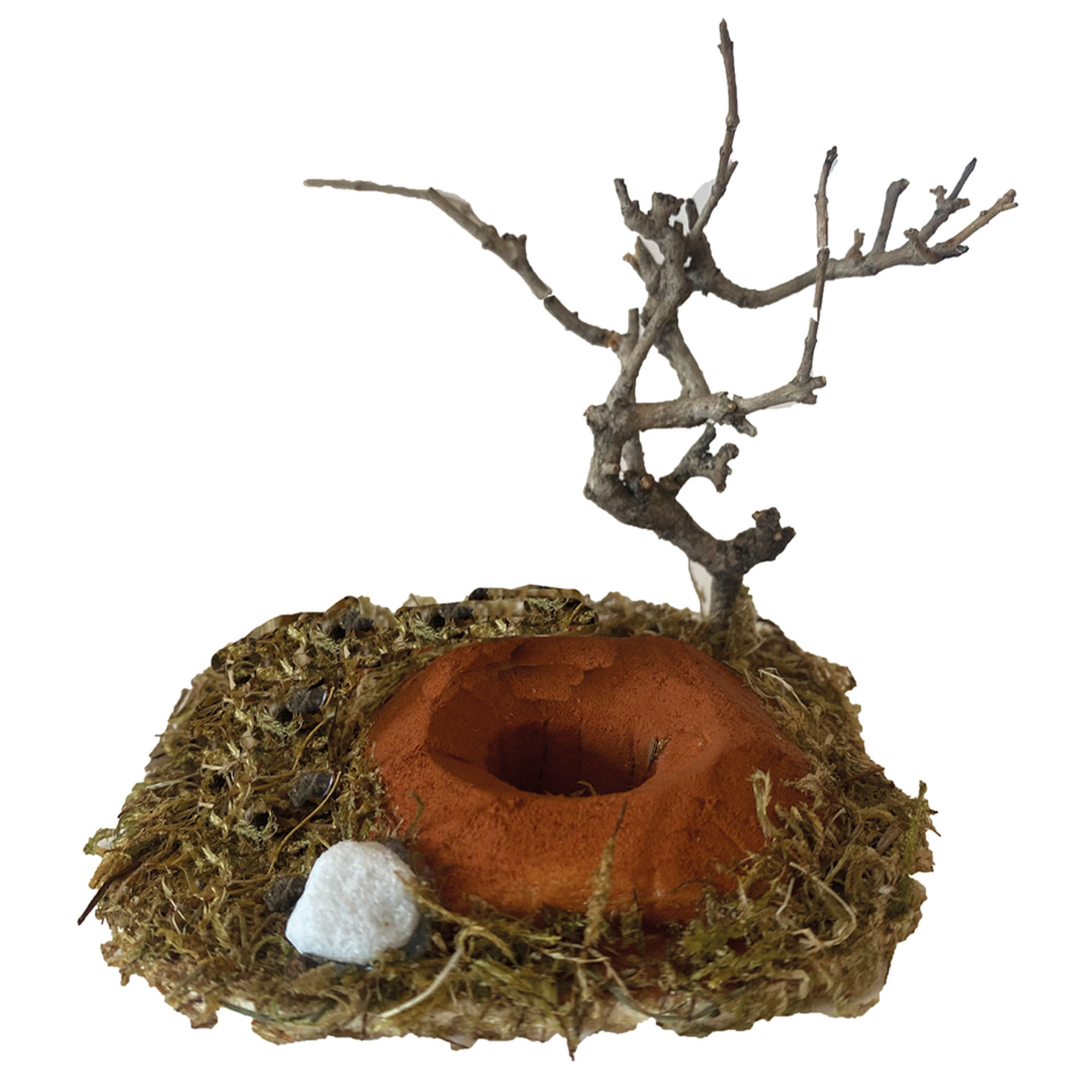 Holz, Pflanze, Nest, Holz, Pilz, Pflanze