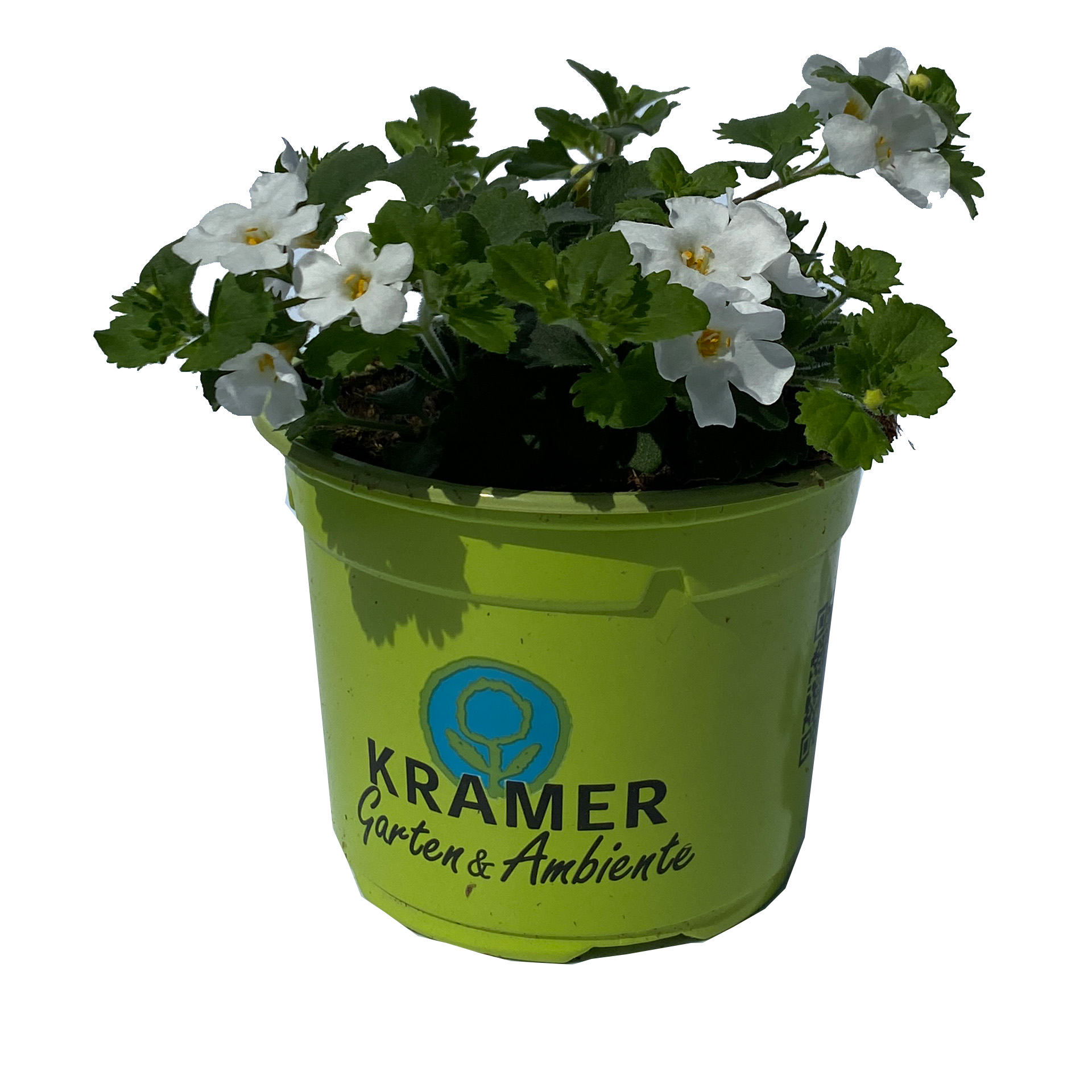 Schneeflockenblume - Bacopa 'Bahia White Sand', 12cm Topf Schneeflockenblume - Bacopa 'Bahia White Sand', 12cm Topf