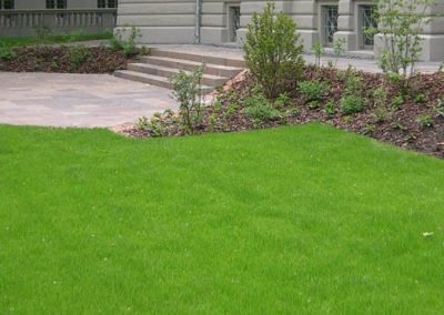 Gras, Rasen, Pflanze, Hinterhof, Hof