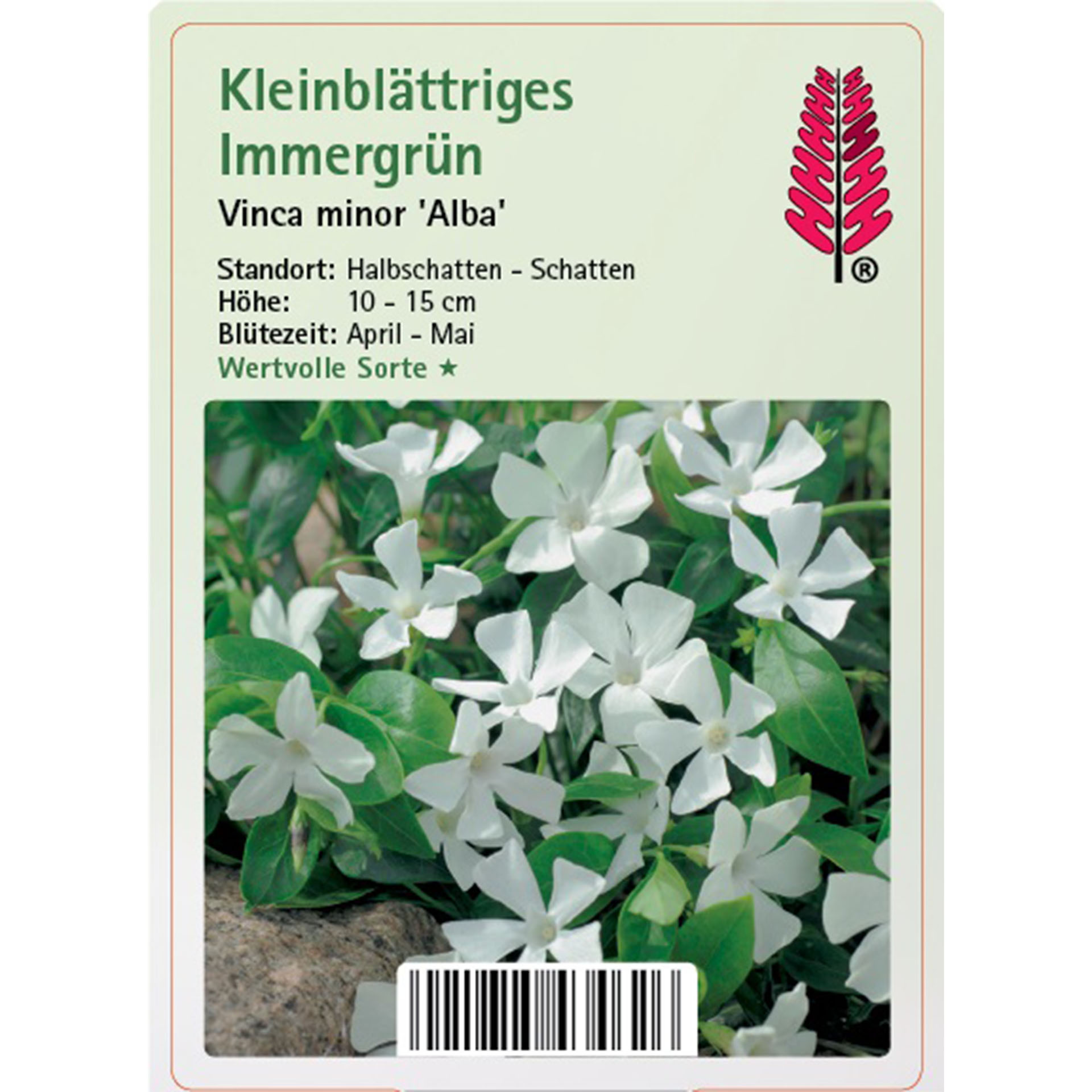 Immergrün Alba weiß Immergrün Bodendecker für Schatten rankend immergrün Grabbepflanzung, Blume, Blütenblatt, Pflanze, Blatt, Kräuterig