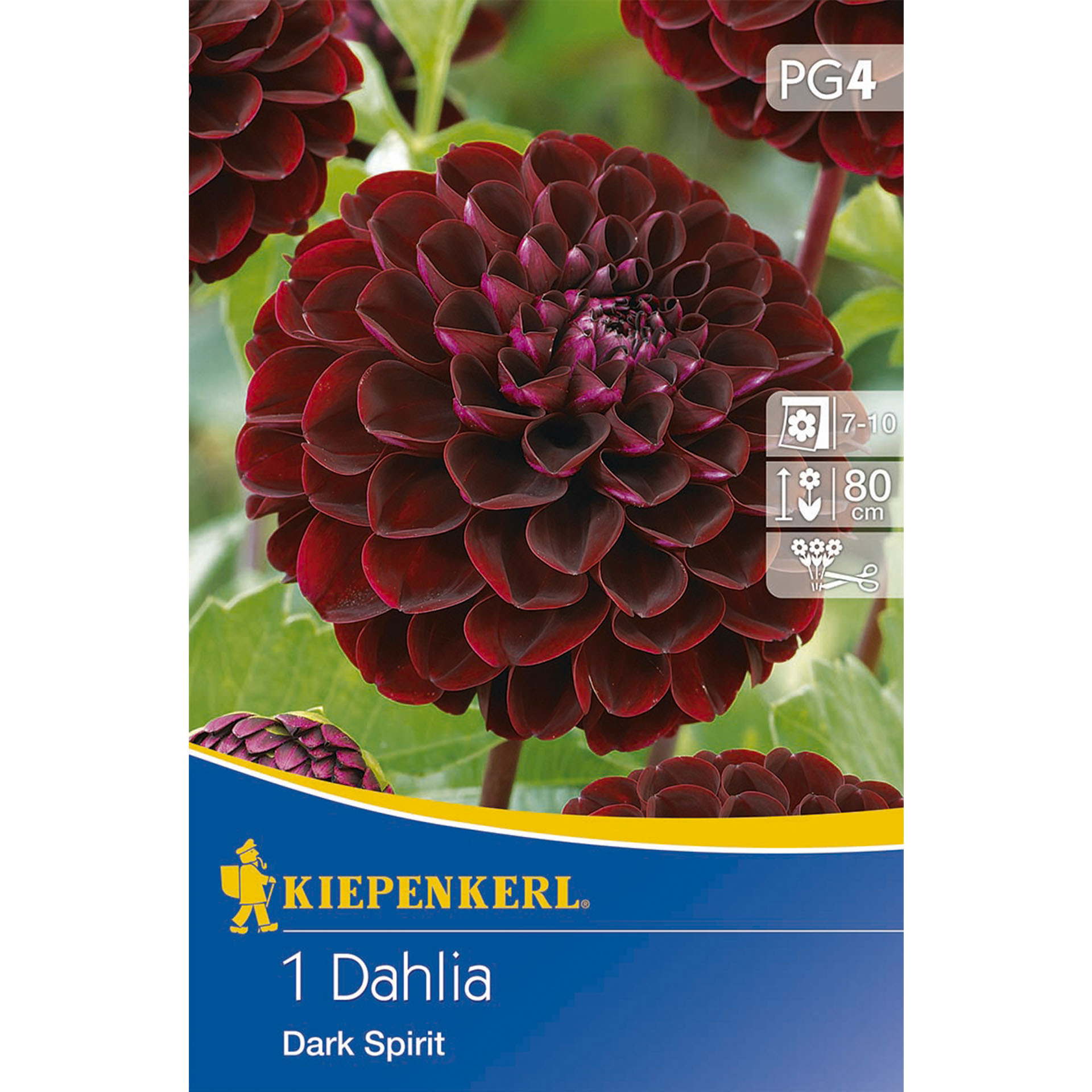 Pompon-Dahlie Dark Spirit