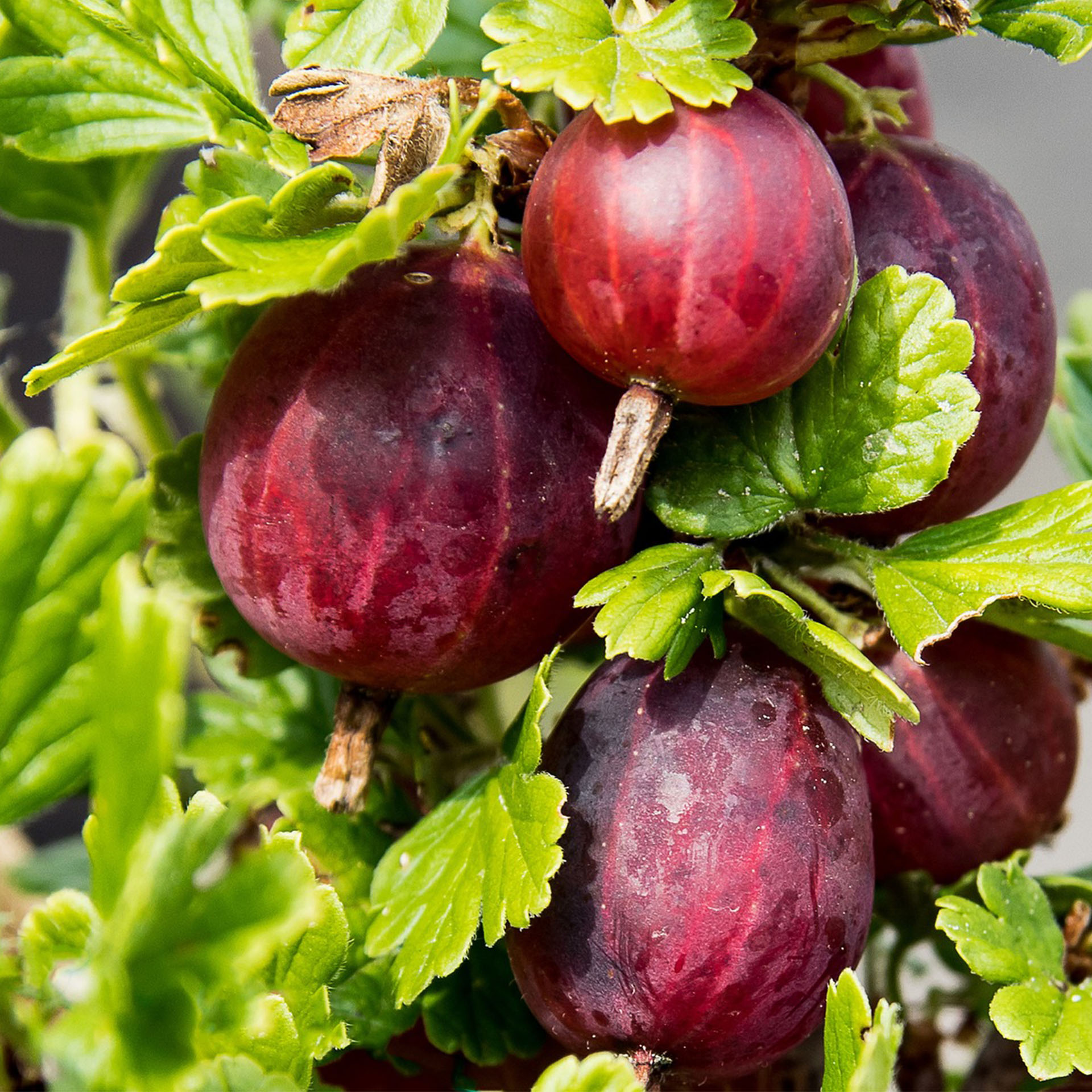 Stachelbeere Hinnonmäki Rot-2 reife, rote stachelbeeren am Zweig hängend
