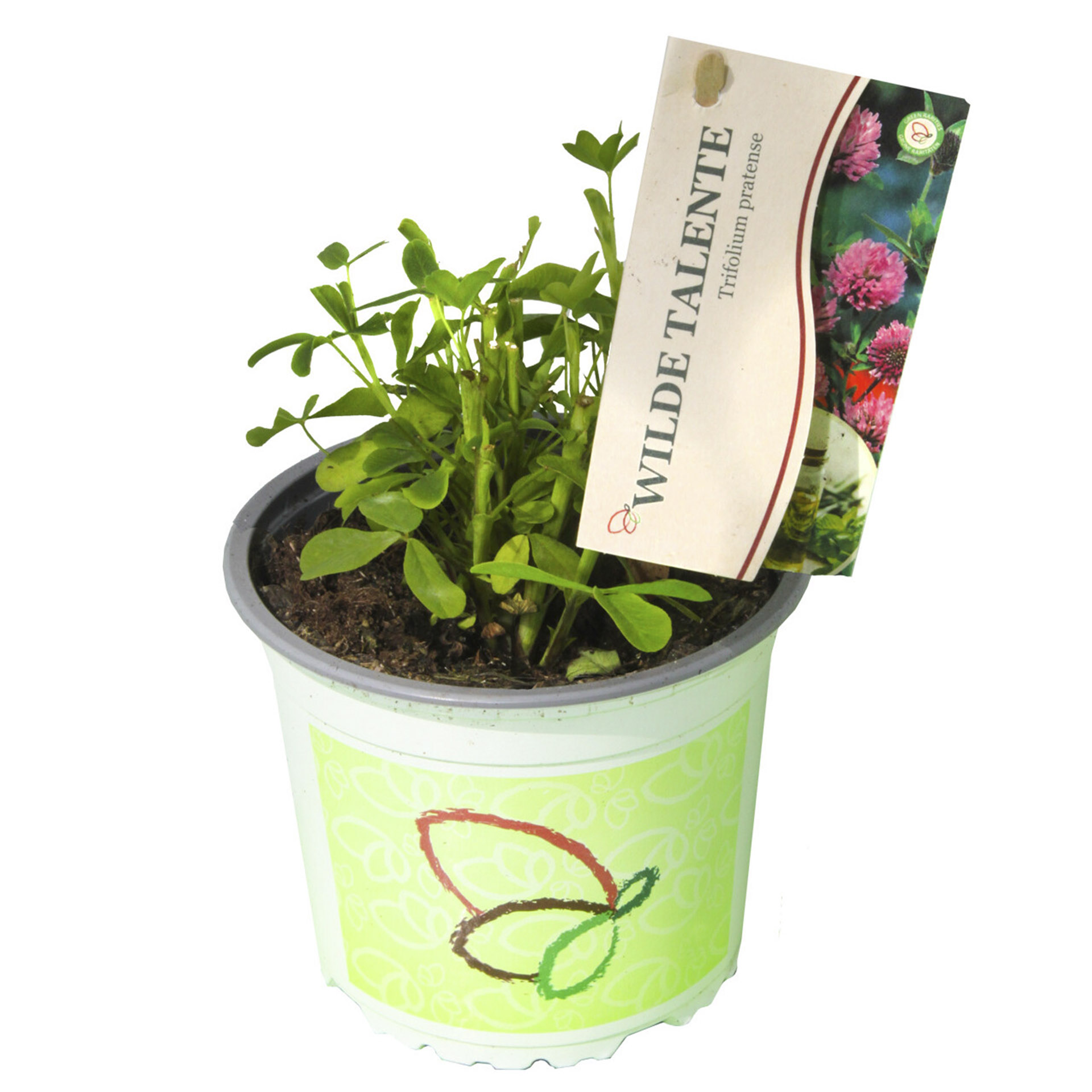 Pflanztopf Roter Wiesenklee mit Pflanzenstecker