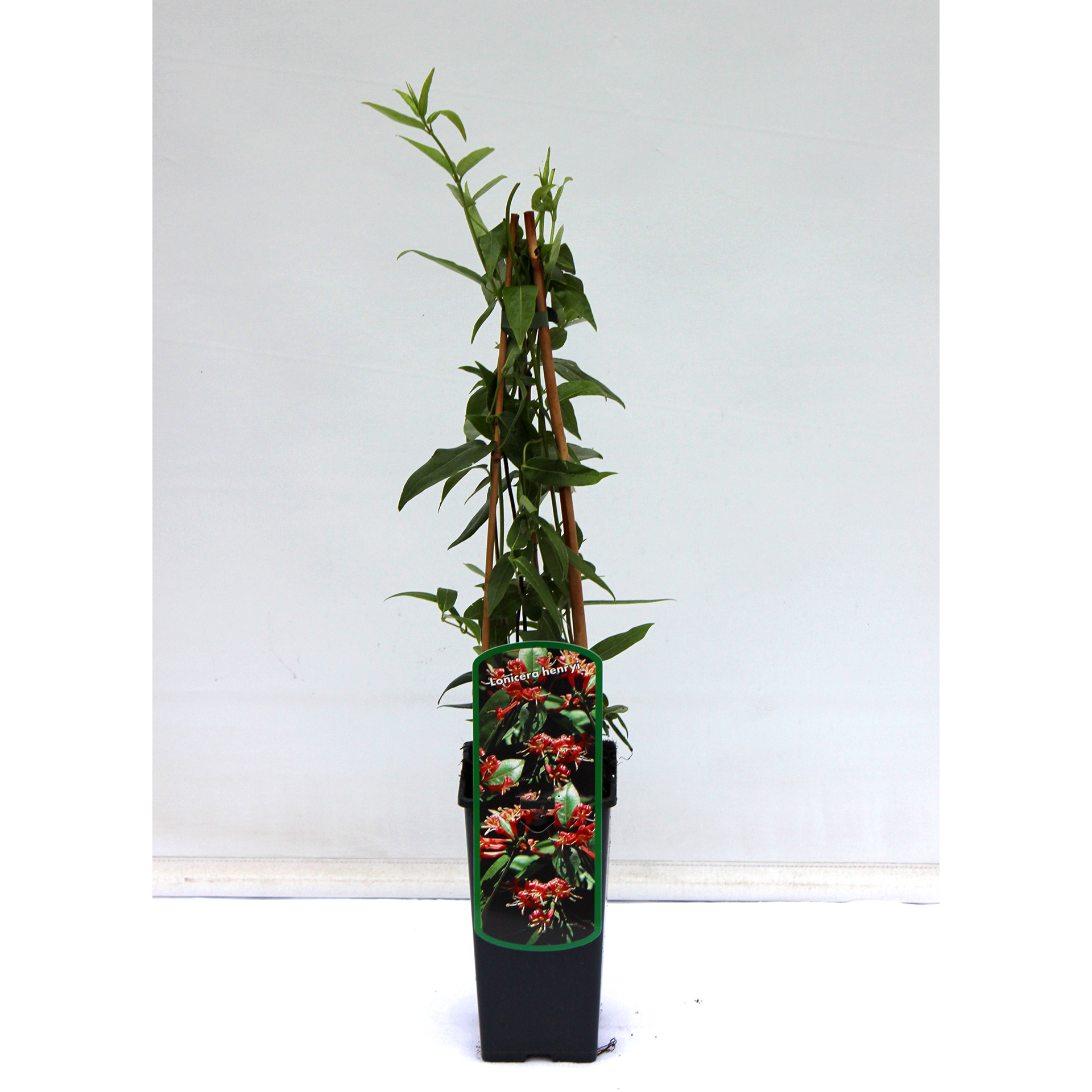 Immergrünes Geißblatt - Lonicera henryi, C2 40-60cm Immergrünes Geißblatt - Lonicera henryi, C2 40-60cm