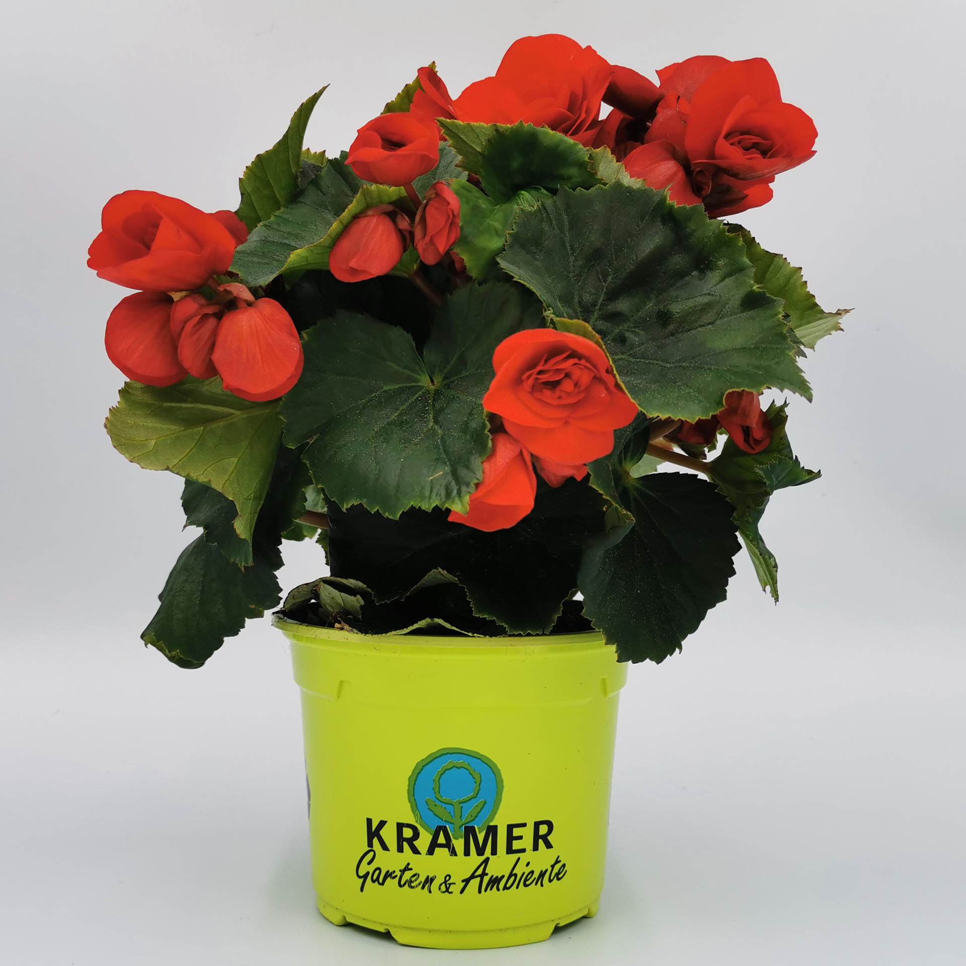 Begonie - Begonia 'Sunbrero® Baladin', 12cm Topf Begonie - Begonia 'Sunbrero® Baladin', 12cm Topf