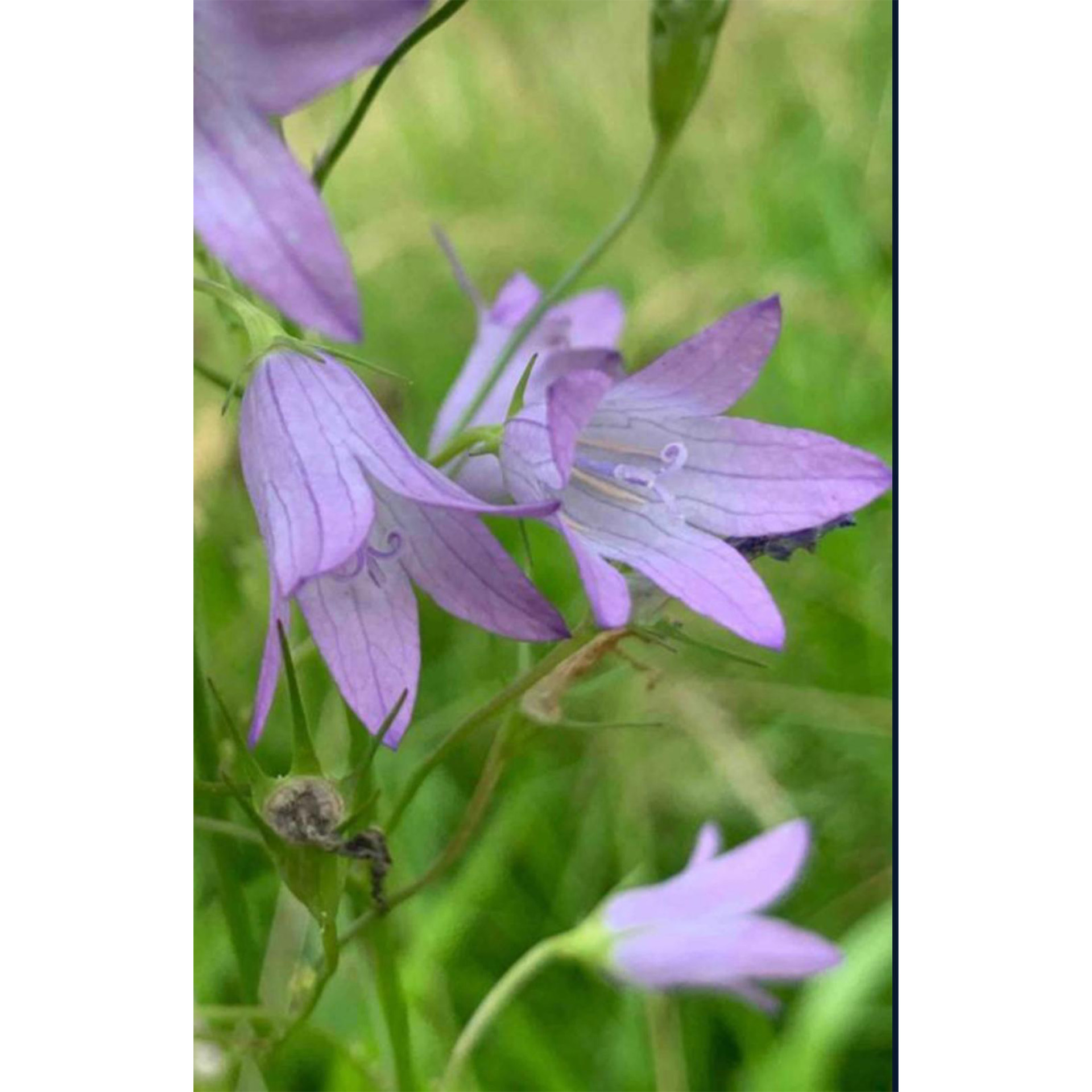 Blume, Pflanze, Blütenblatt, Geranie, Eine andere