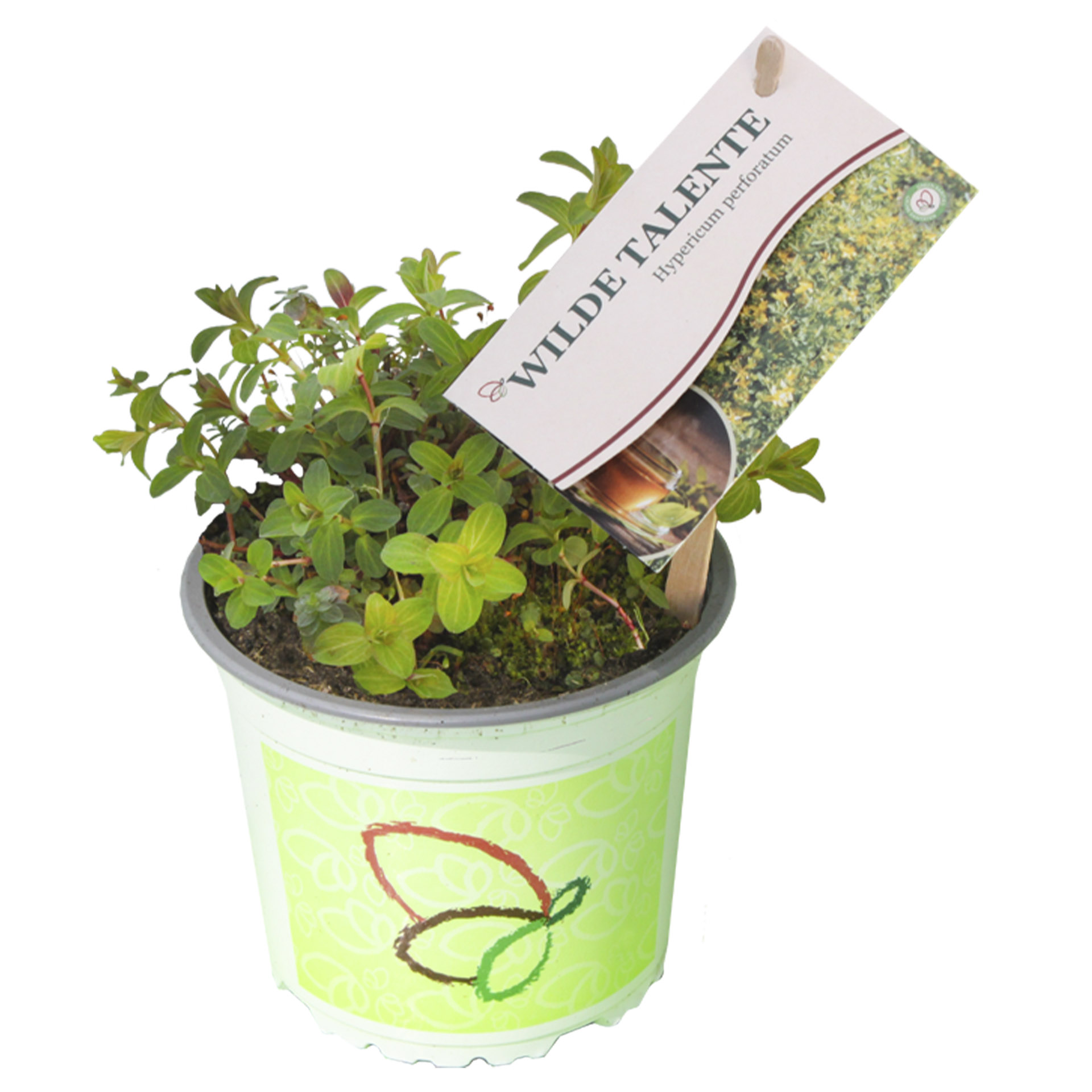 Wildkräuter Echtes Johanniskraut Pflanztopf mit Echtem Johanniskraut und Pflanzenstecker
