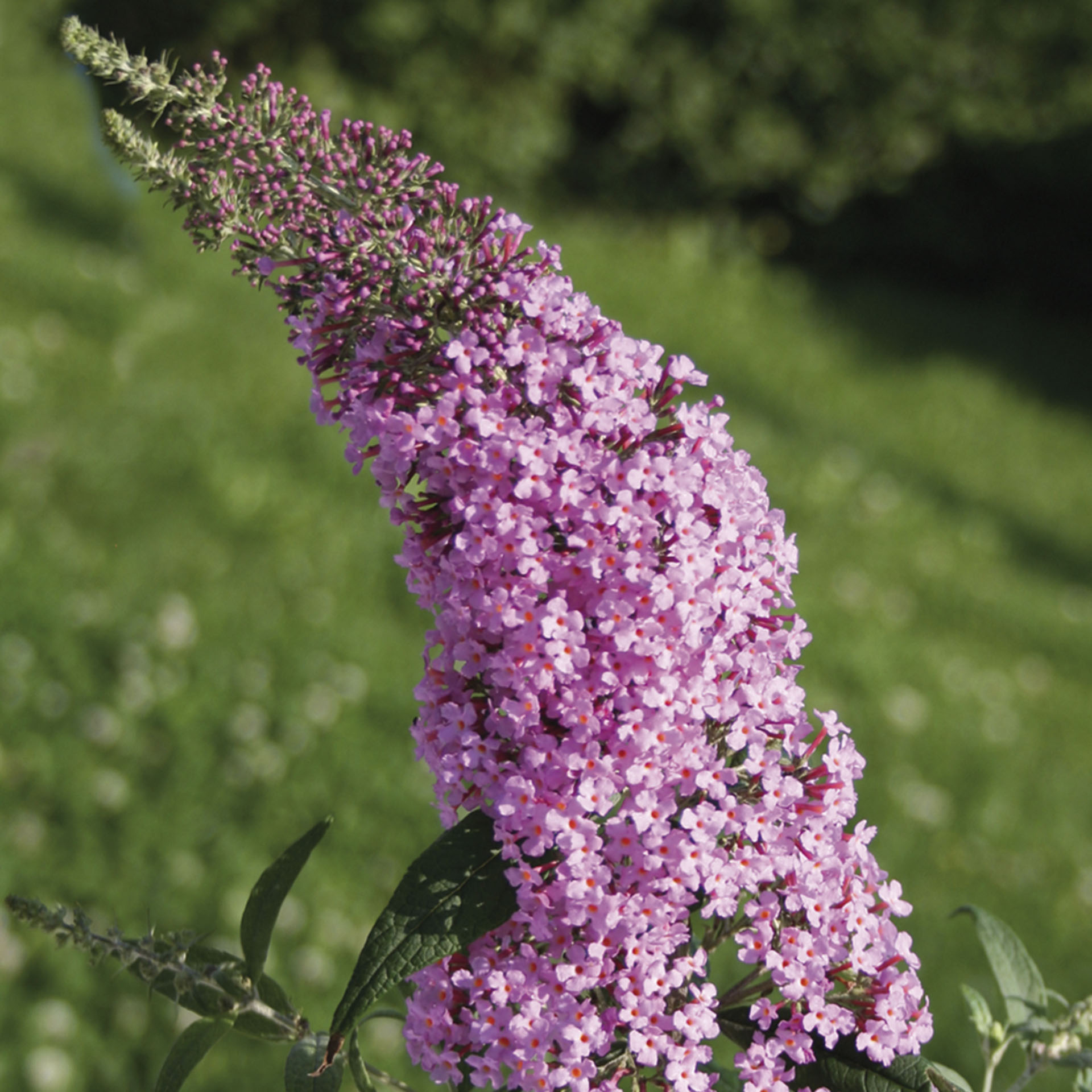 Sommerflieder - Buddleja davidii 'Pink Delight', C3,4 Sommerflieder - Buddleja davidii 'Pink Delight', C3,4