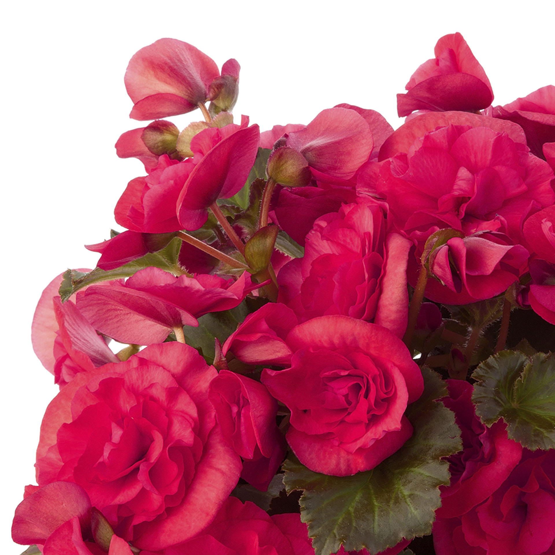 Begonie Sunbrero Dark Pink dunkel pinkfarbene Blüten der Begonie Sunbrero Pink