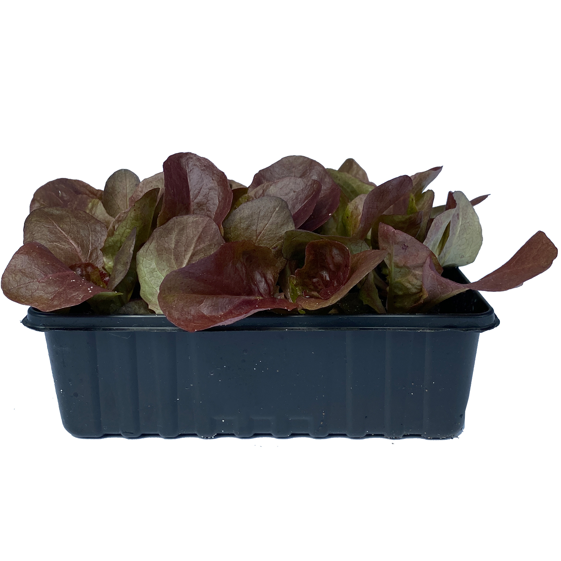 Kopfsalat Kopfsalat