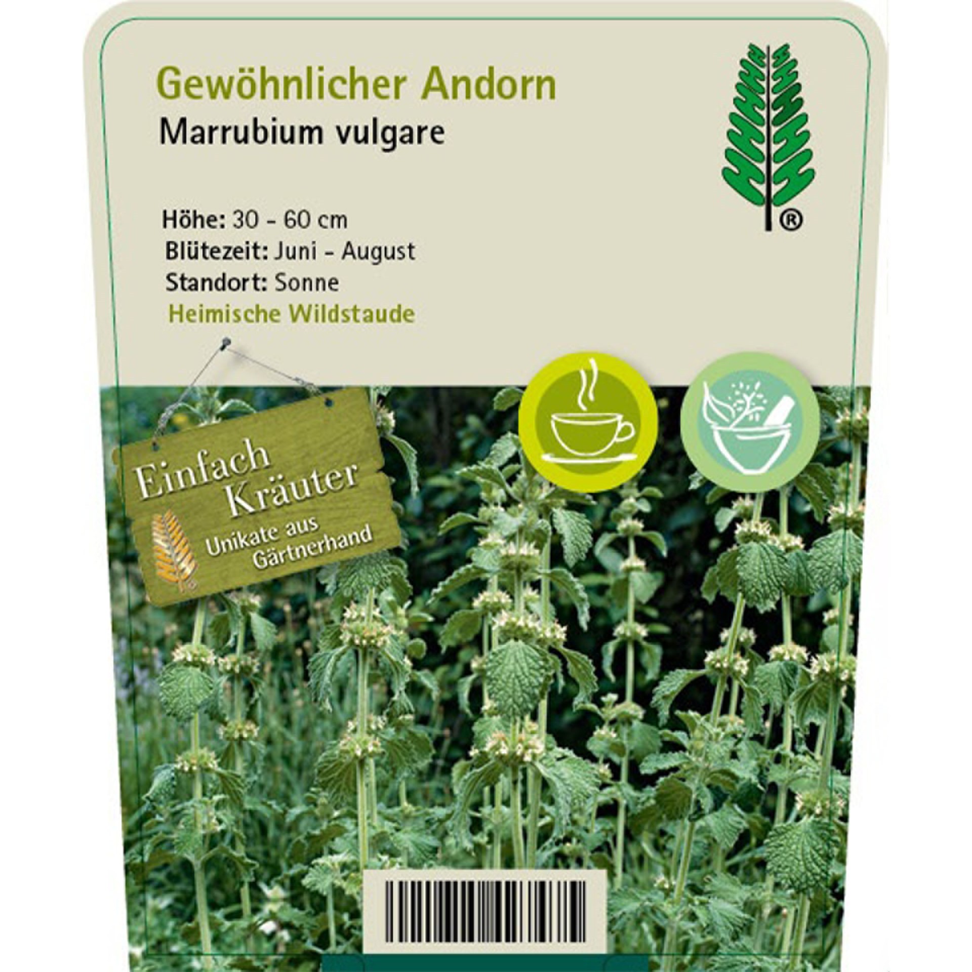 Pflanzstecker mit blühendem Andorn und Kurzbeschreibung