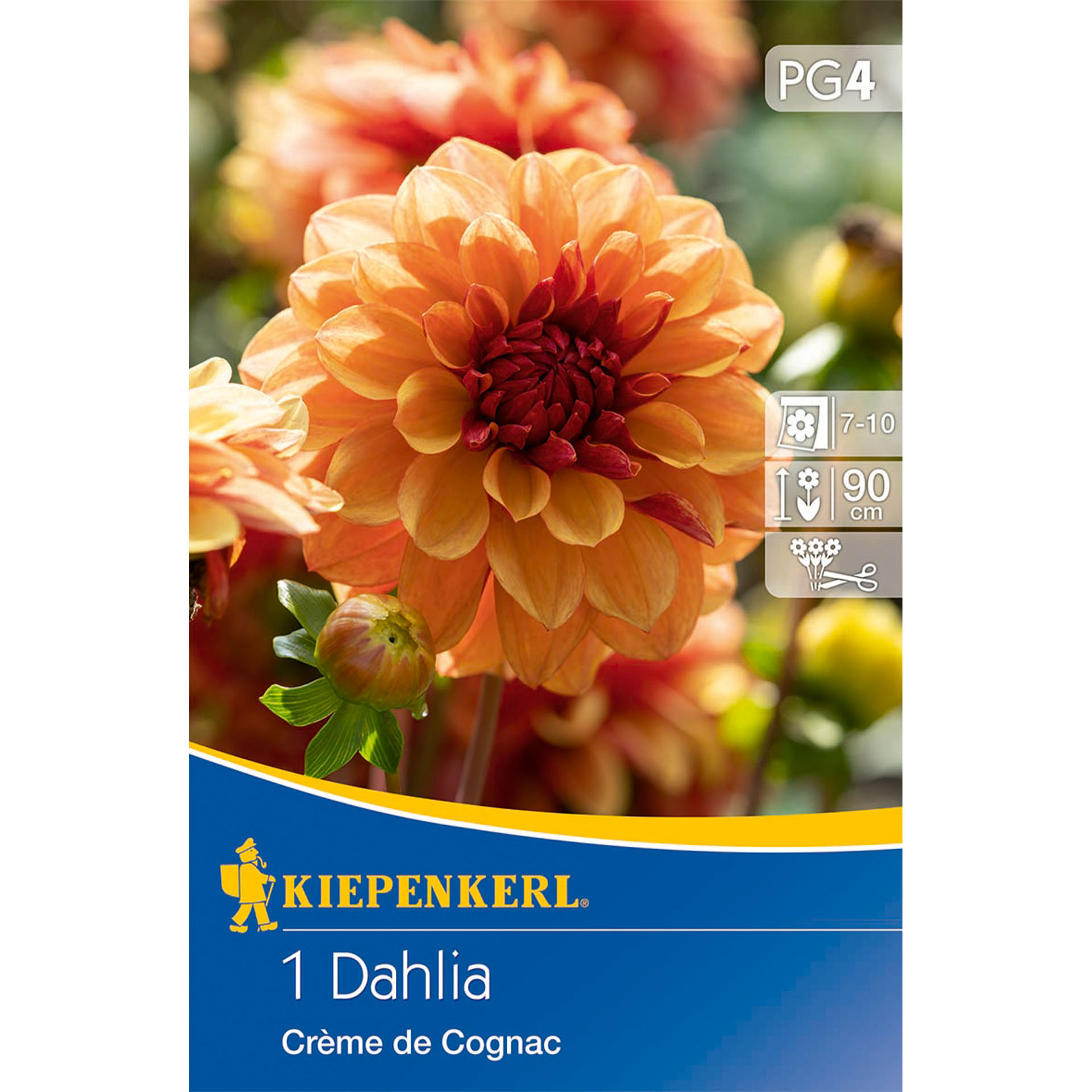 Seerosen-Dahlie 'Crème de Cognac', Blumenzwiebeln Dahlie, Blume, Pflanze, Werbung, Plakat