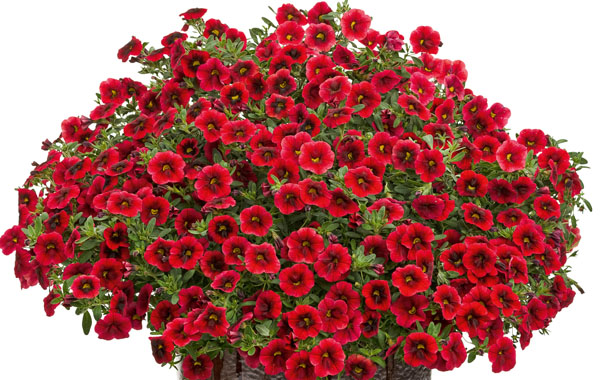 Zauberglöckchen - Calibrachoa - Superbells Pomgranate Punch', 12cm Topf Zauberglöckchen - Calibrachoa - Superbells Pomgranate Punch', 12cm Topf