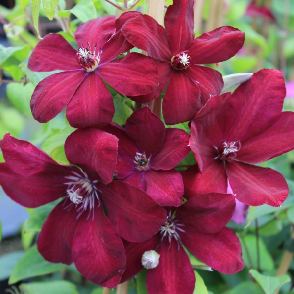 Clematis Niobe Clematis Niobe