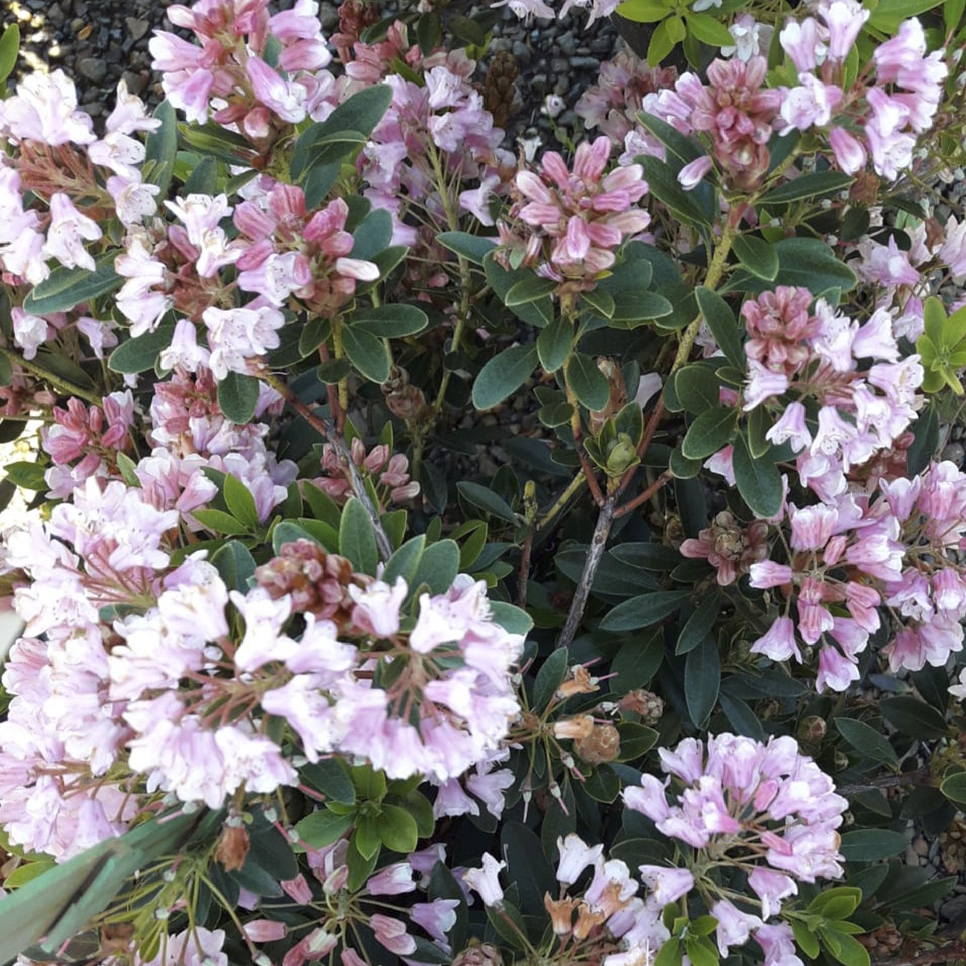 Rhododendron Bloombux Magenta-2 Zweig mit offenen Blüten des Bloombux Magenta