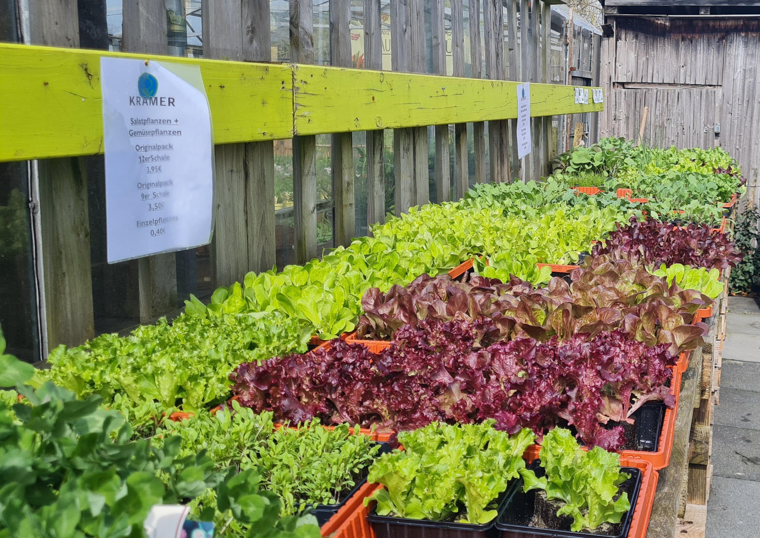 übersicht-gemüsejungpflanzen große auswahl an gemüsepflanzen wie salat, kohlrabi, grünkohl