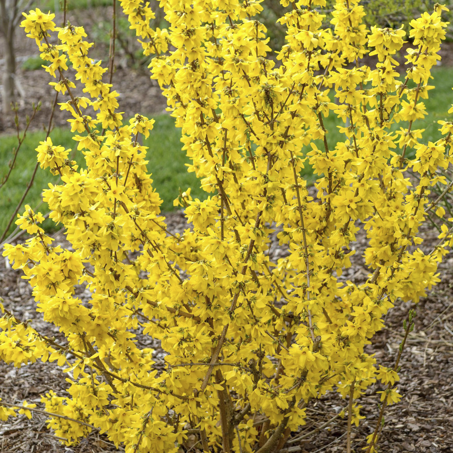 Forsythie Goldrausch-2 Goldglöckchen - Forsythia intermedia 'Goldrausch', C4,5 50-60cm