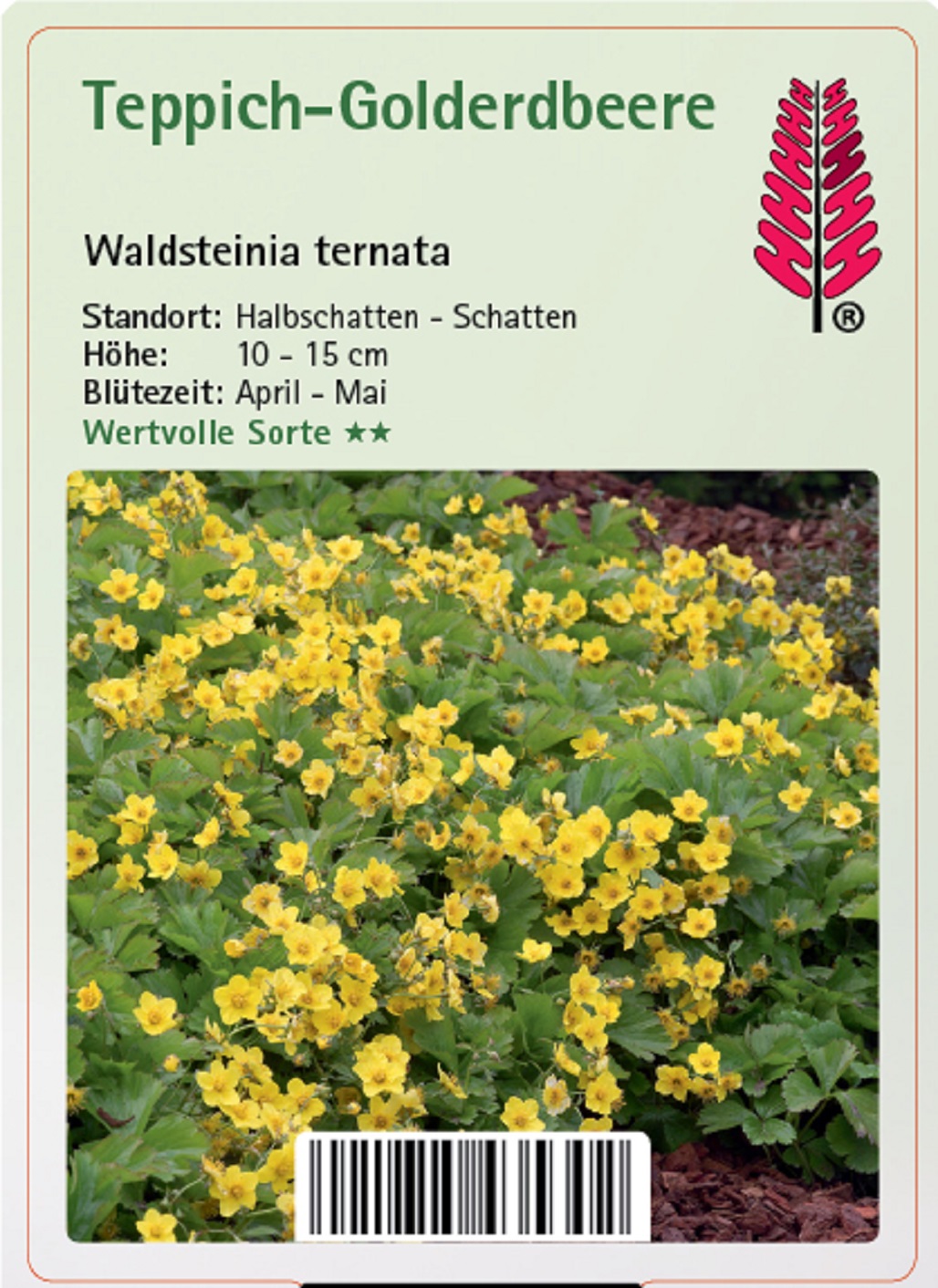 Teppich-Golderdbeere - Waldsteinia ternata Teppich-Golderdbeere - Waldsteinia ternata