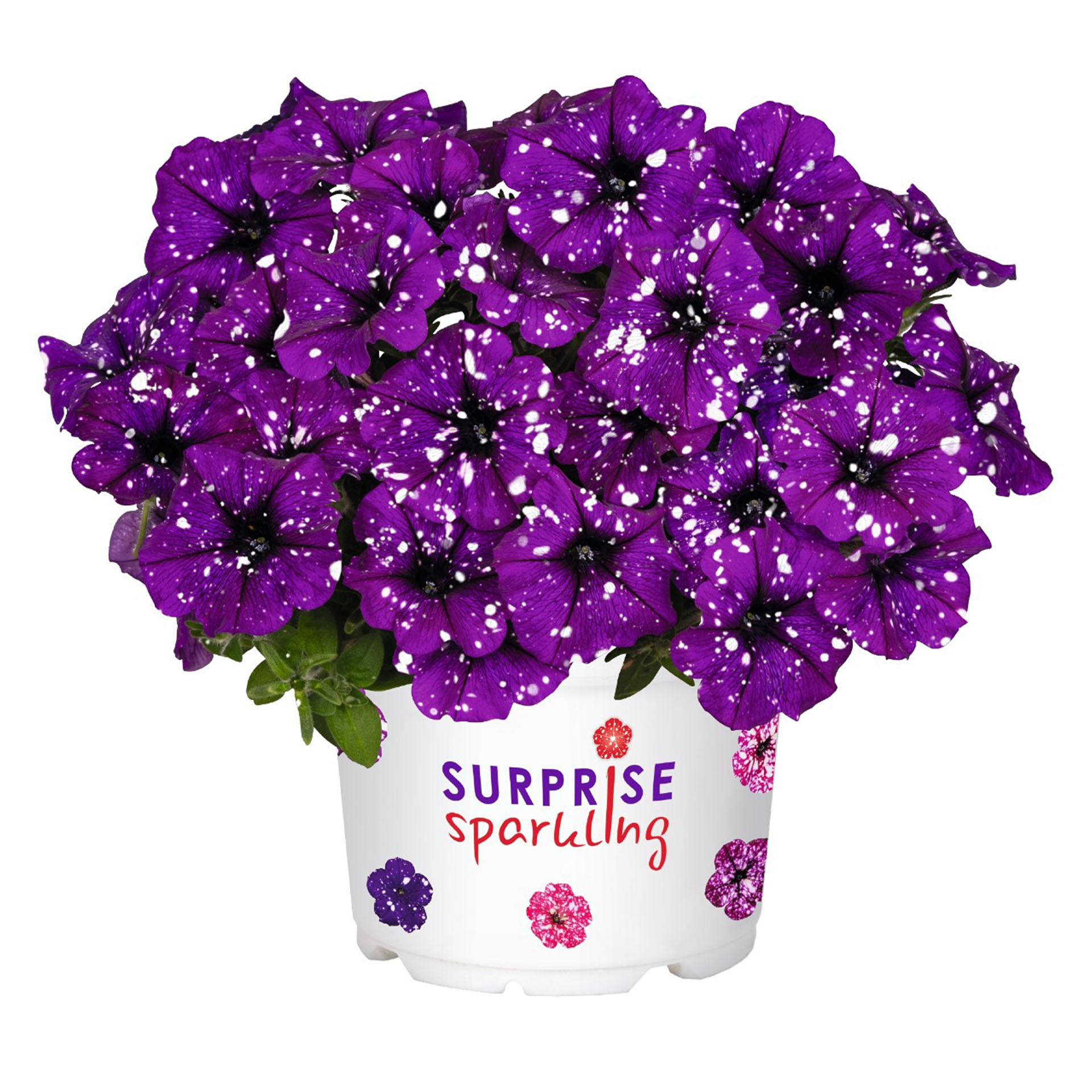 Petunie - Surfinia 'Surprise Sparkling Purple', 12cm Topf Petunie - Surfinia 'Surprise Sparkling Purple', 12cm Topf