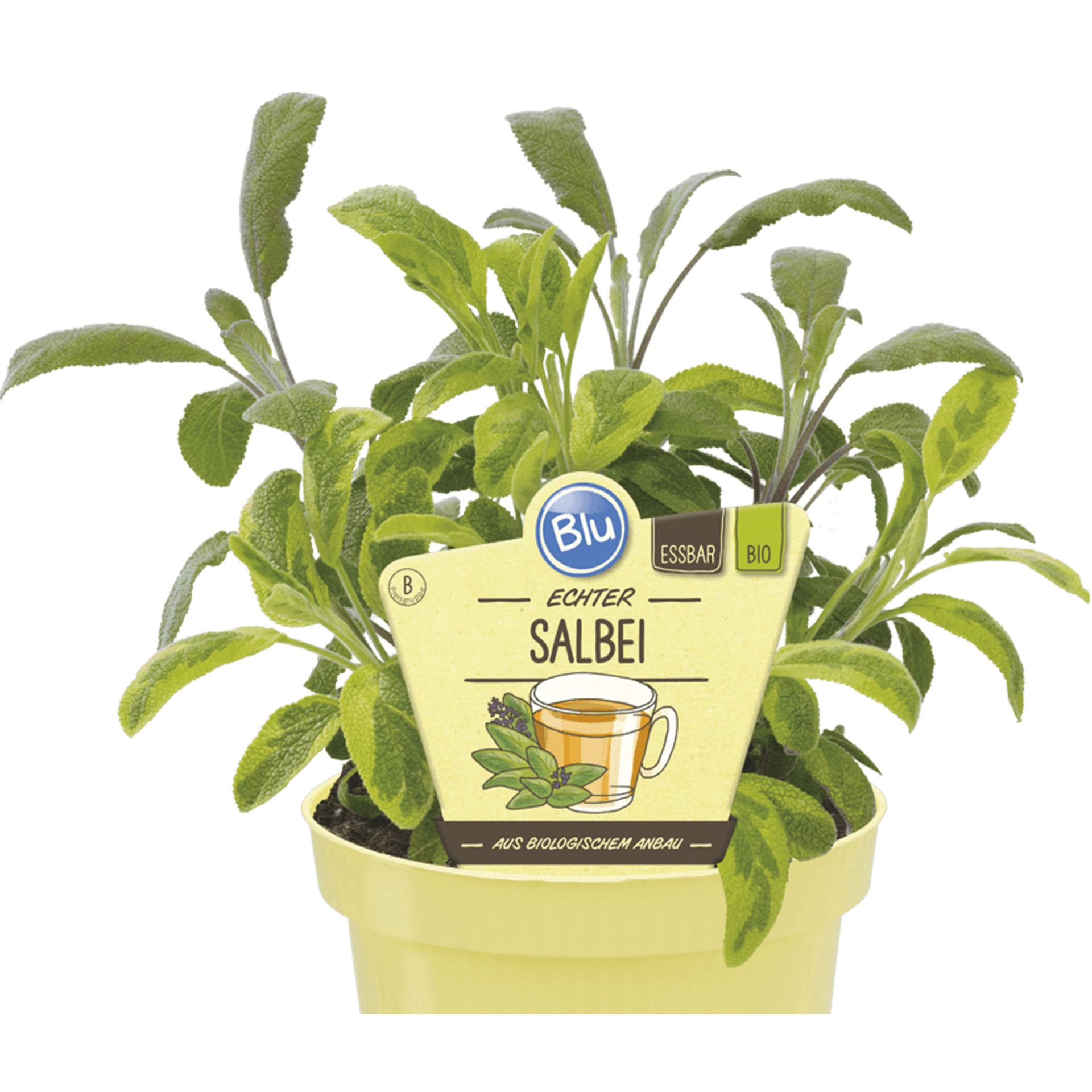 Echter BIO Salbei Pflanztopf mit BIO Salbei und Pflanzenstecker
