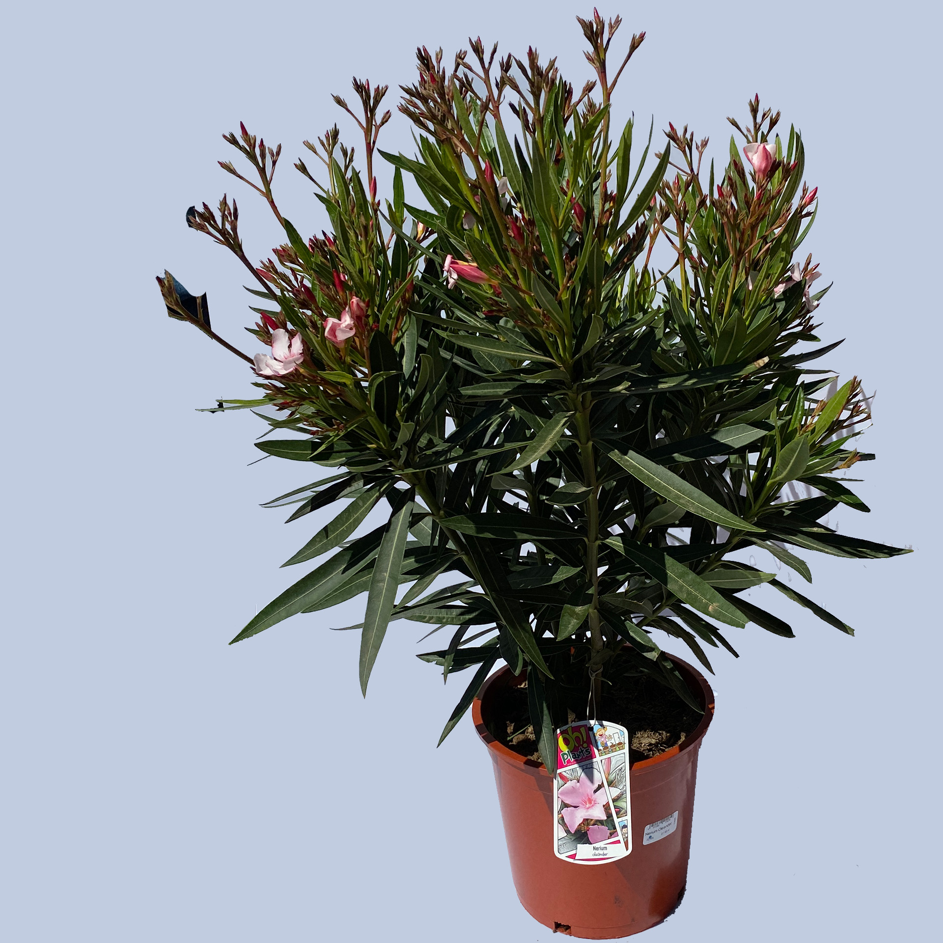 Oleander Busch Oleander Busch