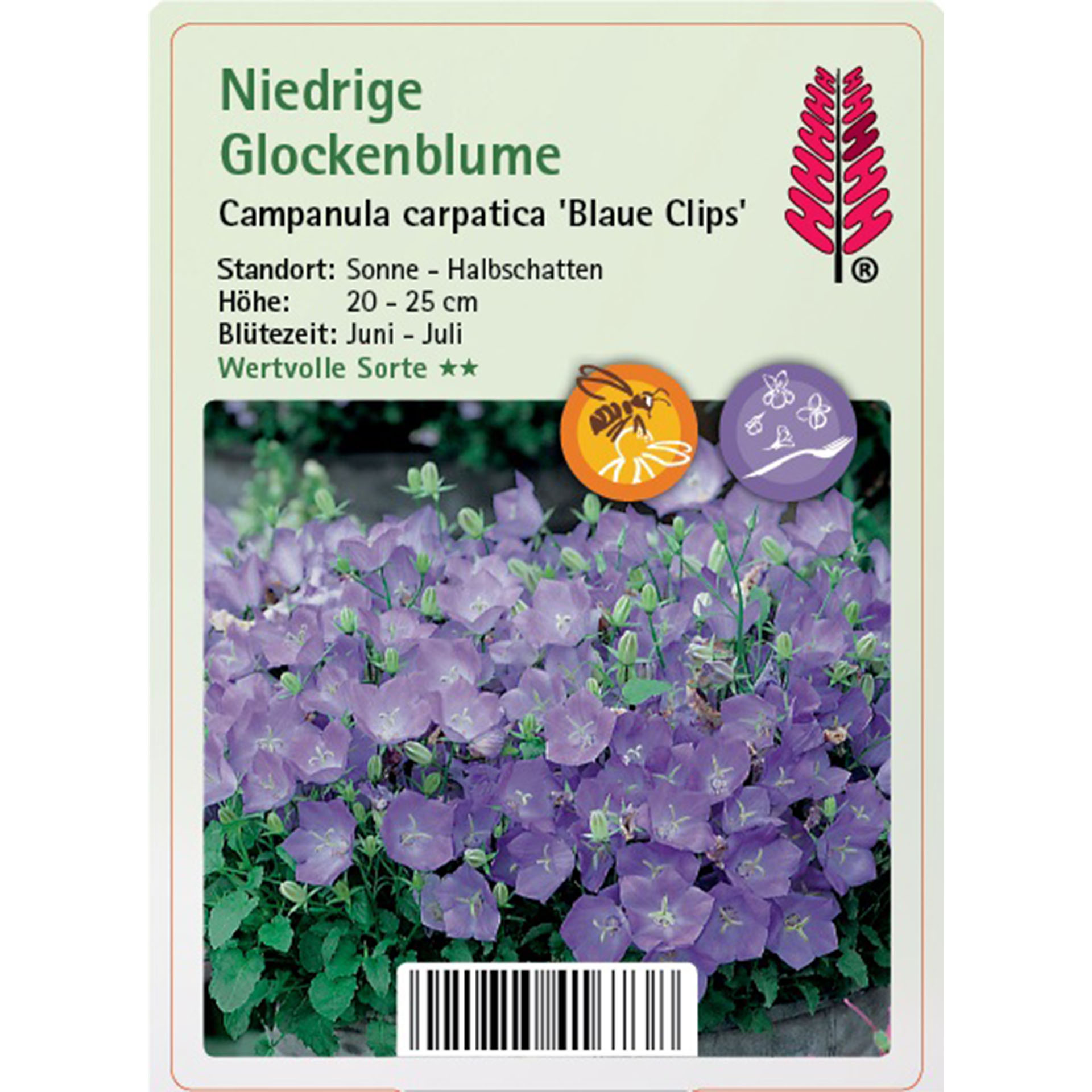 Niedrige Glockenblume - Campanula carpatica 'Blaue Clips', 9cm Topf Blume, Pflanze, Geranie, Kräuter, Blütenblatt