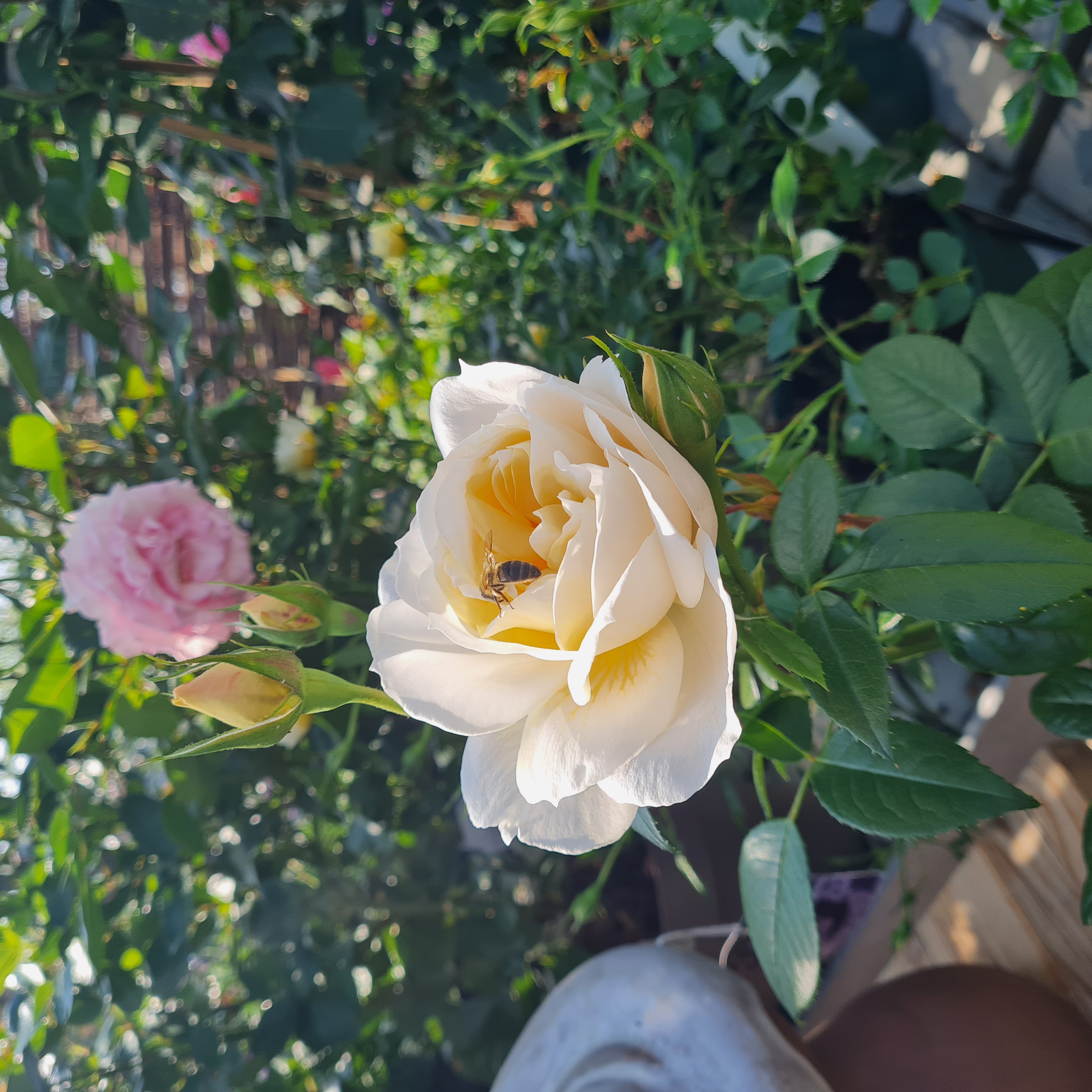 rose mit biene apricot blühende rose mit biene