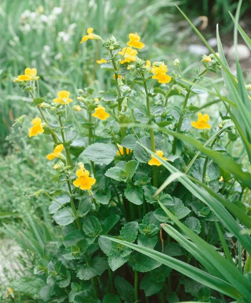 Mimulus luteus Grandiflora Gauklerblume gefleckt